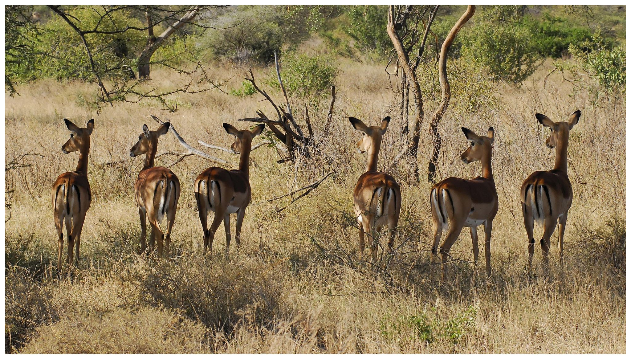 Kenya