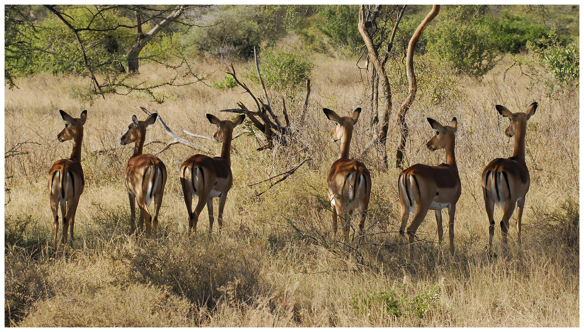 Kenya