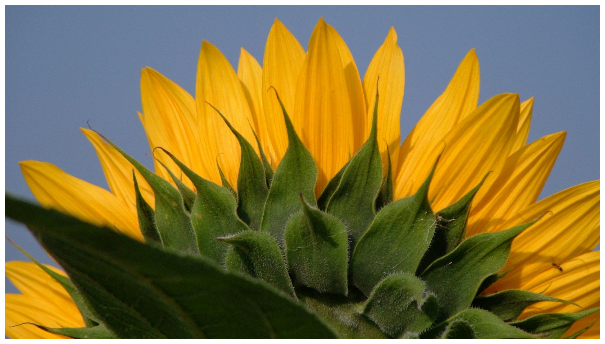 Sonnenblume • Niederoesterreich