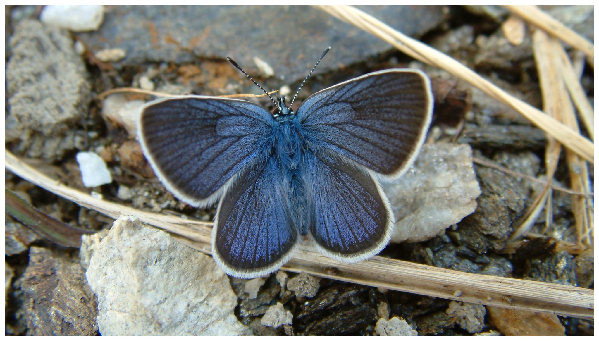 Schmetterling •  Koelnbreinspeicher • Kaernten