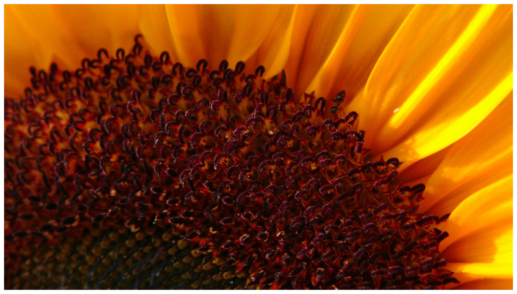 Sonnenblume • Niederoesterreich
