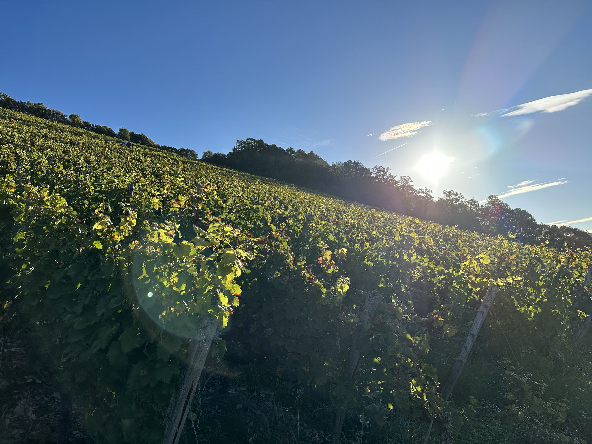WEINBERGSFÜHRUNG bei einem Glas Secco