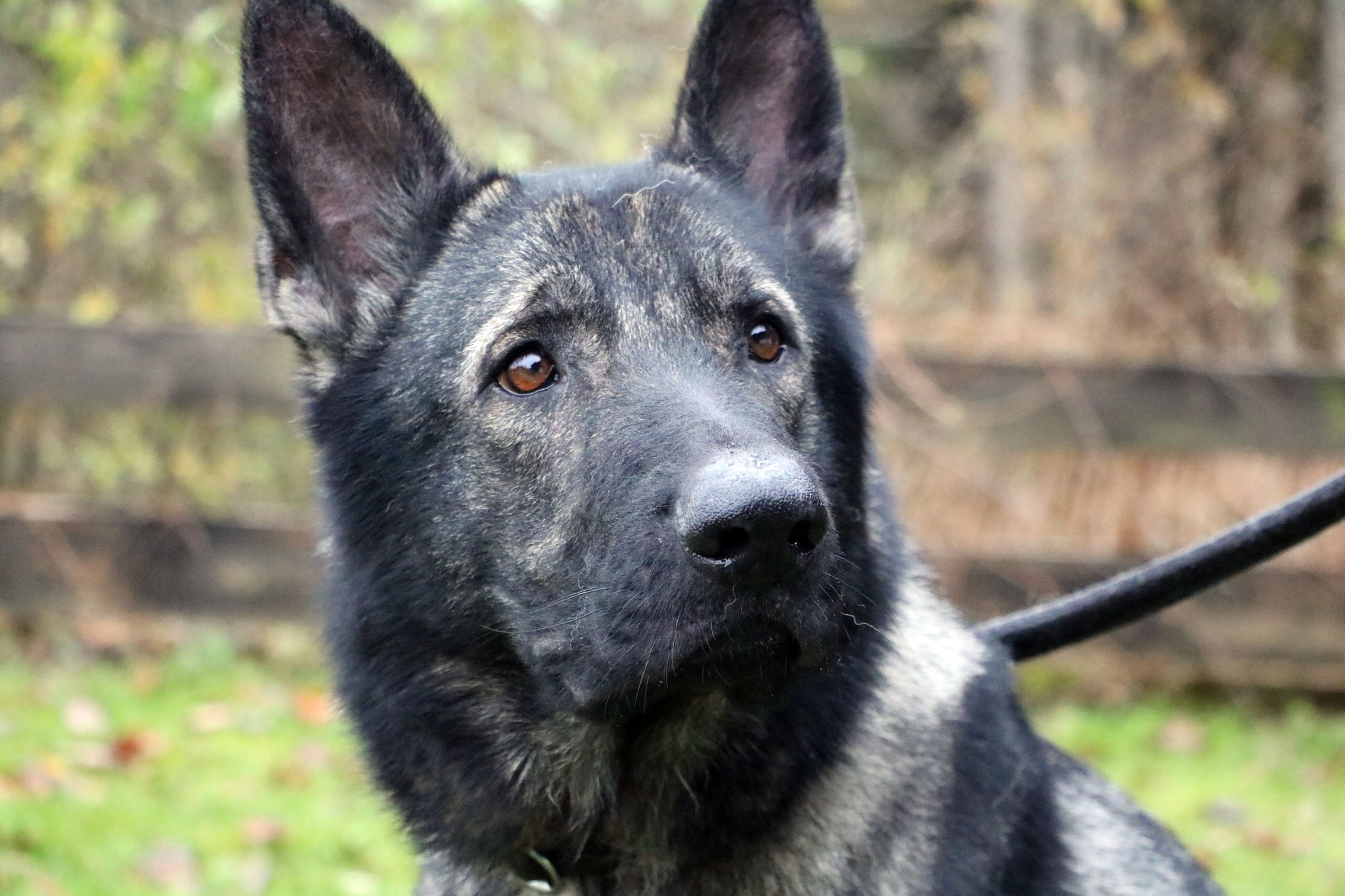 tierheim rottweil hunde