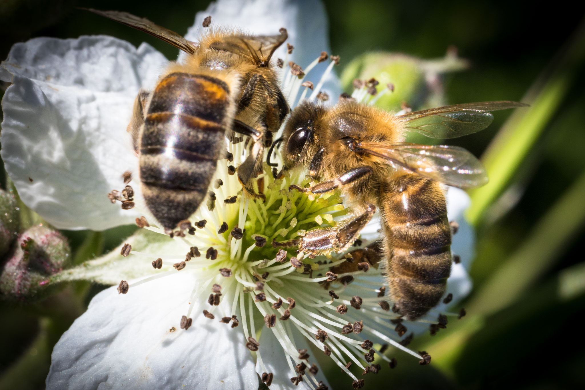 Abeilles sur fleur de mûrier (2024)