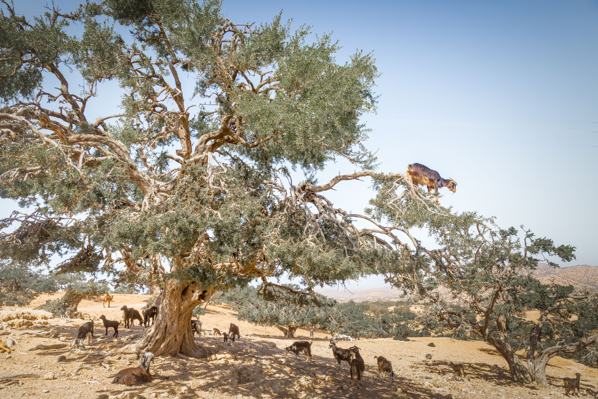 Maroc (2025)