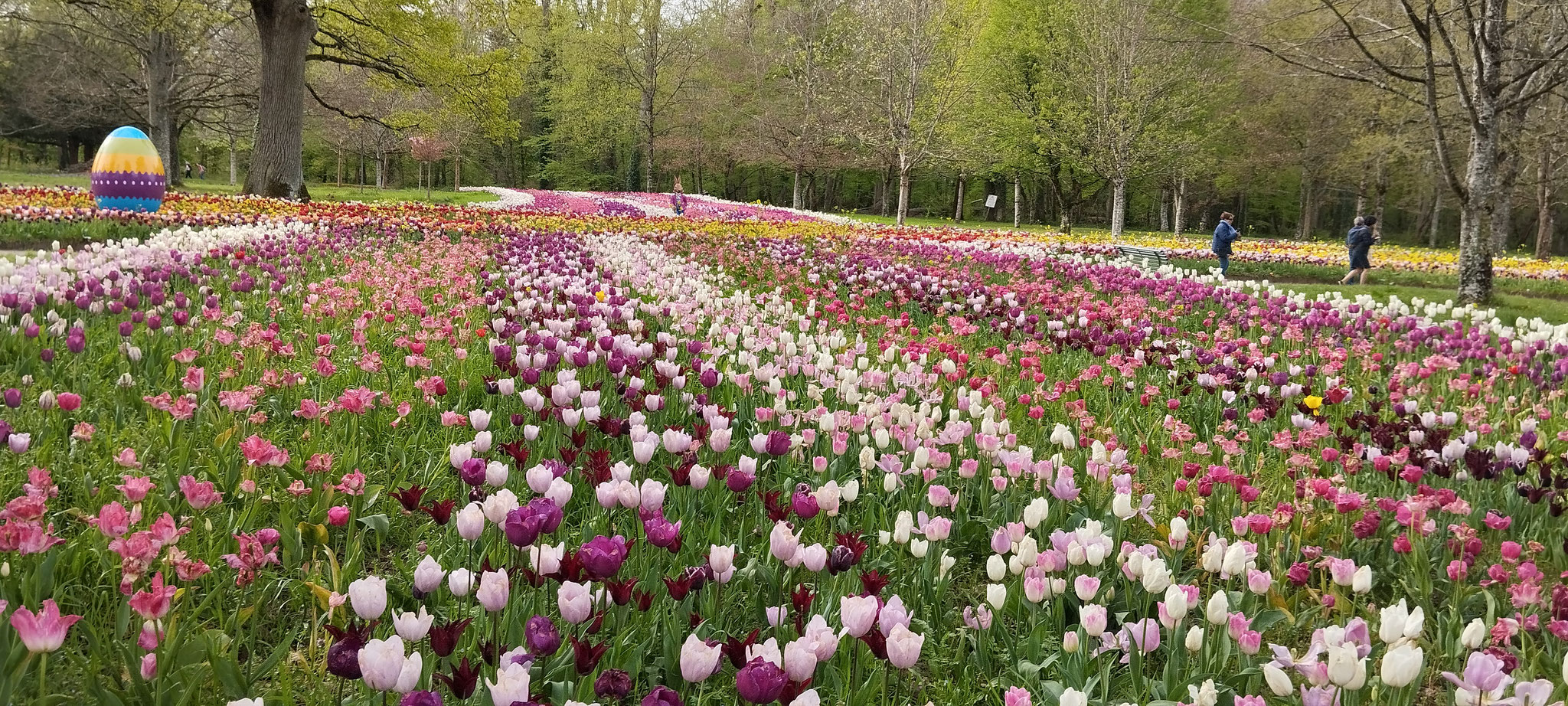 Parc de tulipes - Château de Cheverny - Loir et Cher (41)