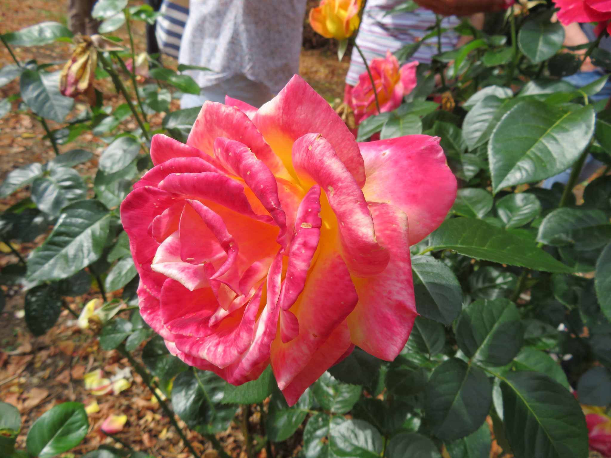 Jardin de l'Hermitage - Vars (16)