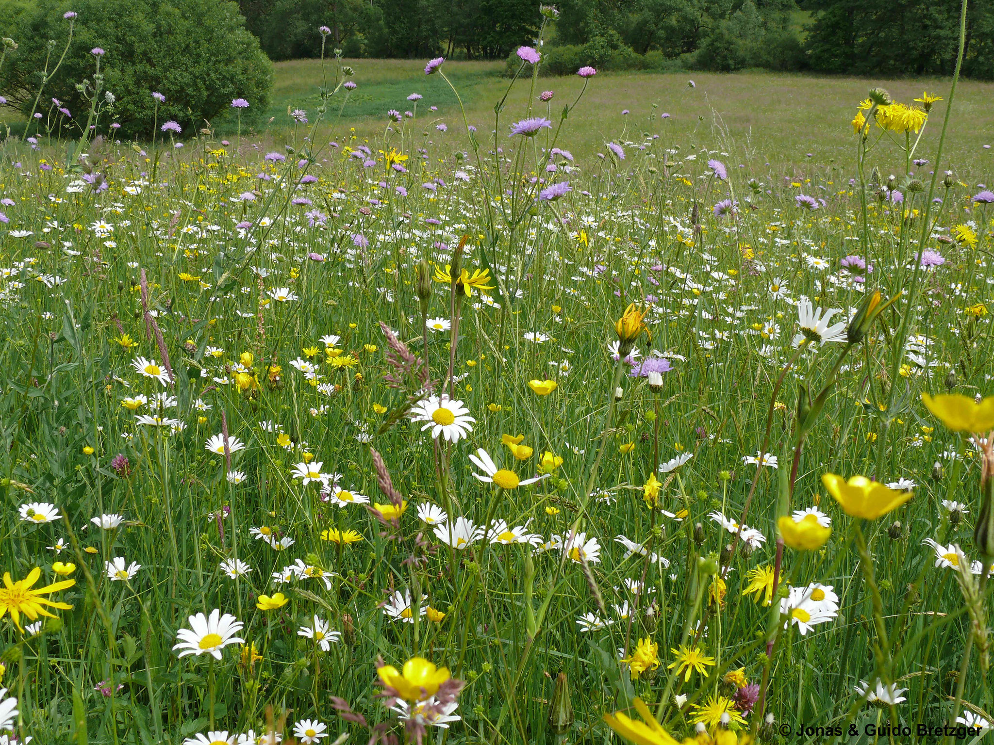 Blumenwiese im Mai