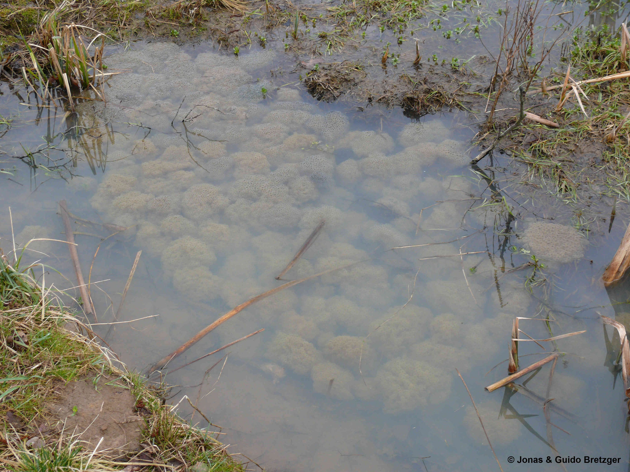 Frischer Froschlaich nach der Ablage