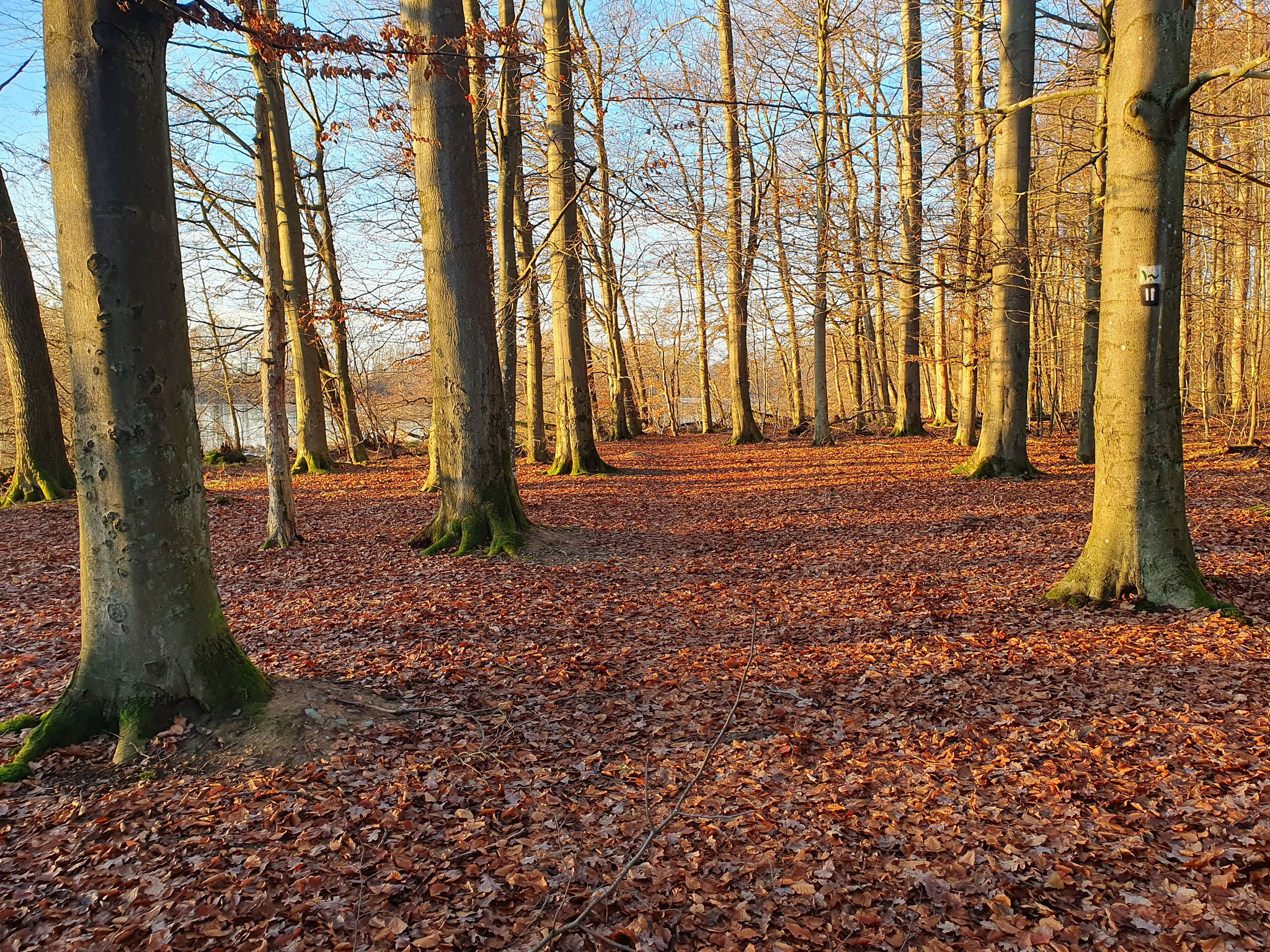 (c) Hartmut König