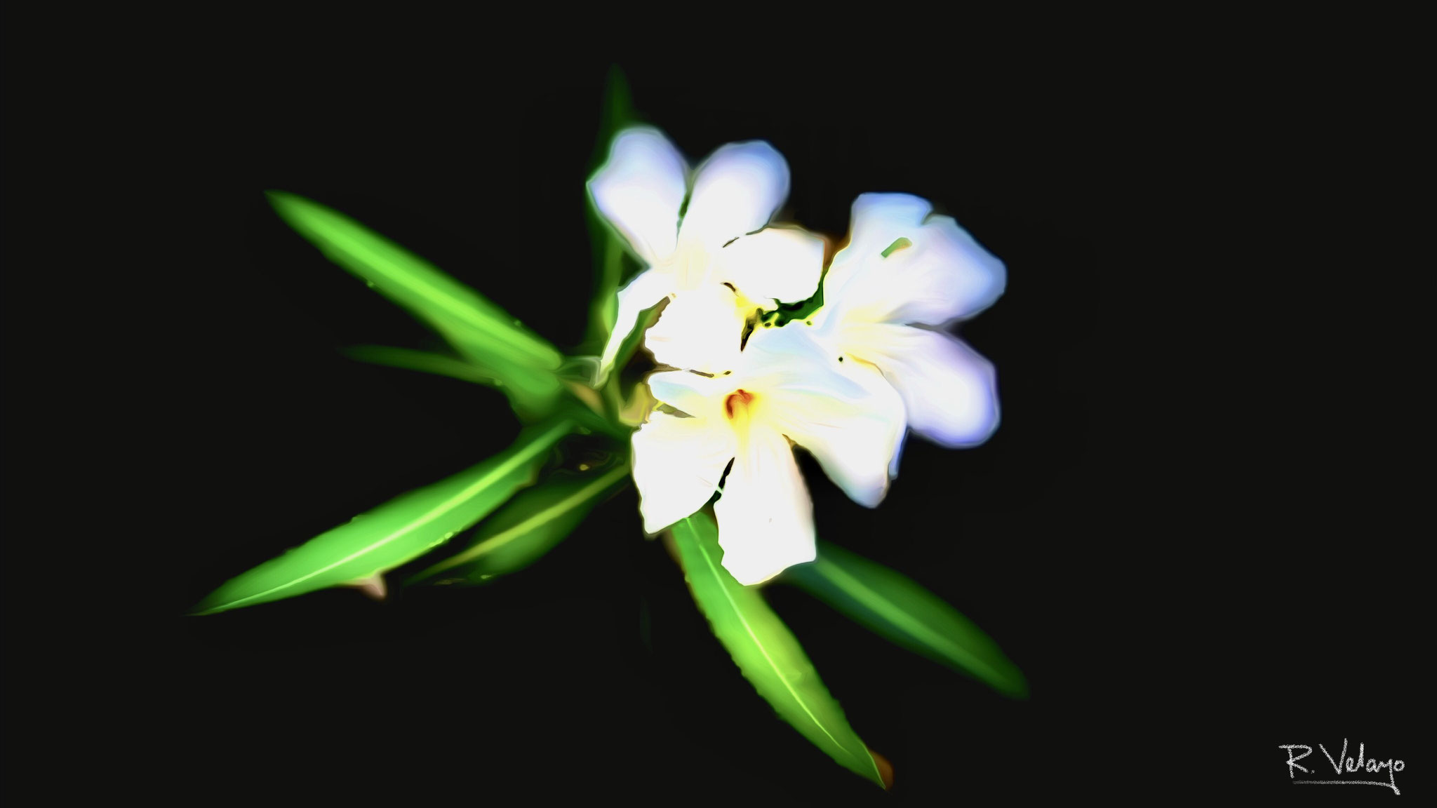 "GHOSTLY IMAGE OF FIVE-PETAL WHITE FLOWERS" [Created: 9/08/2022]