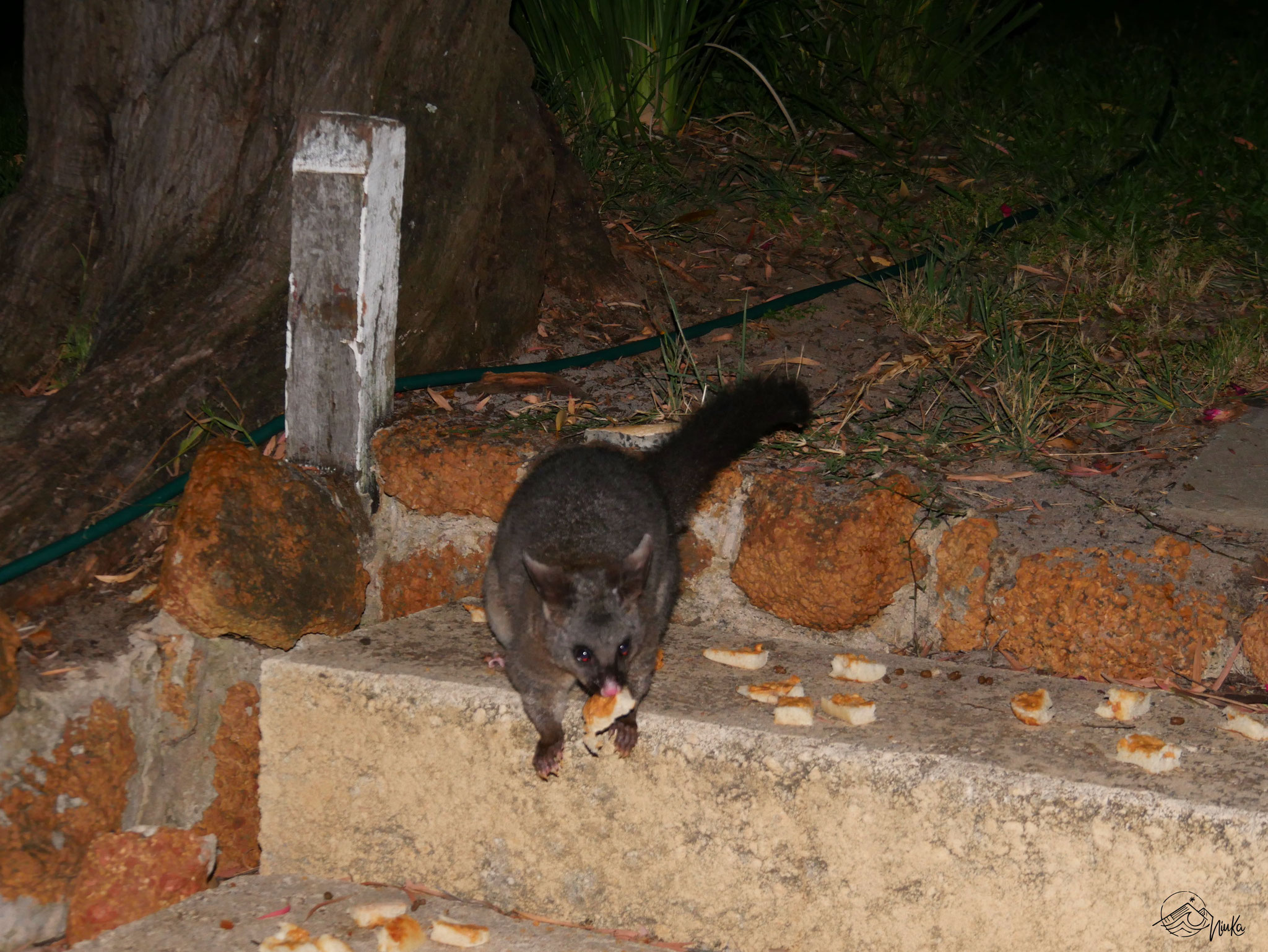 Possum feeding