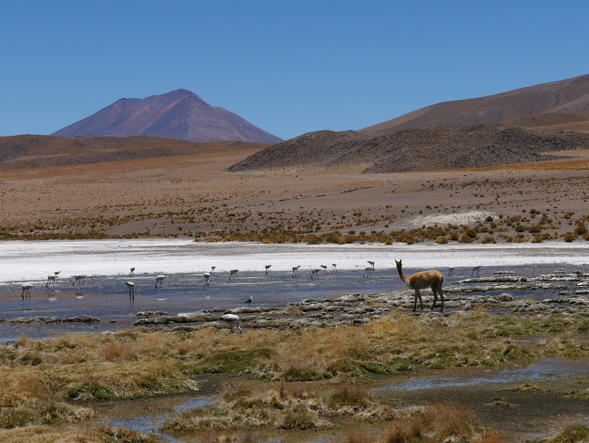 Laguna Colorada