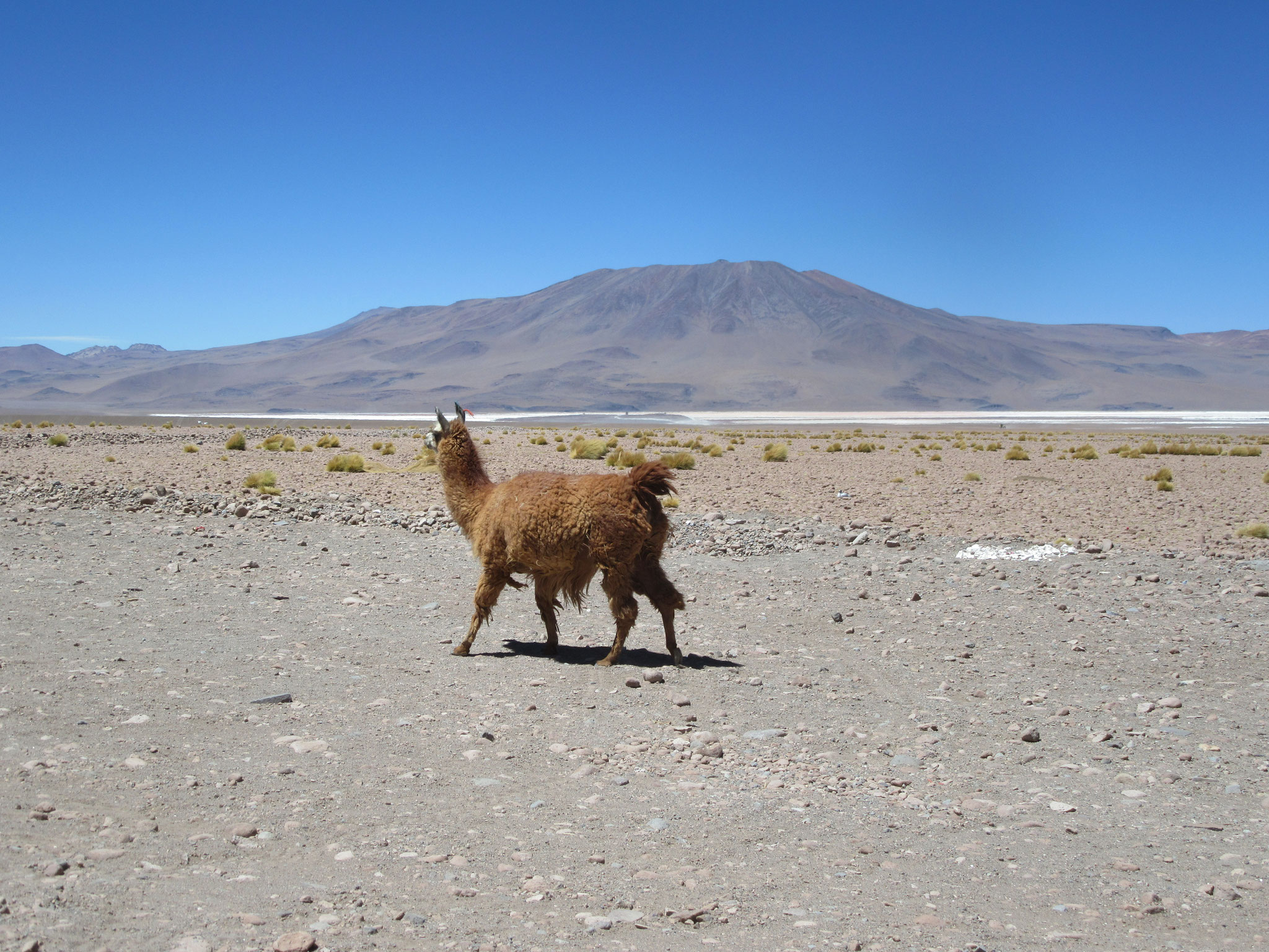 Lama vor der Laguna Colorada