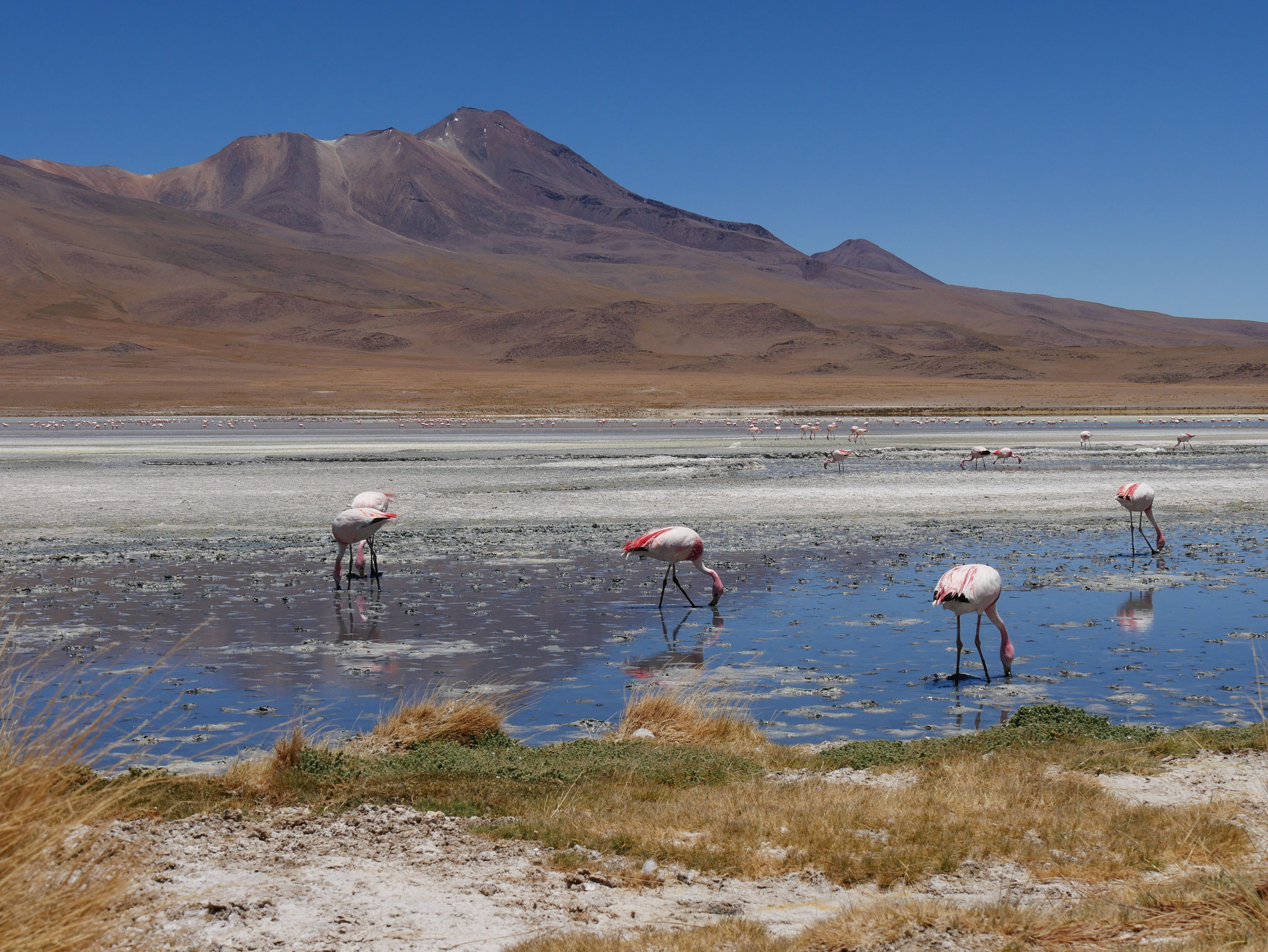 Laguna Colorada