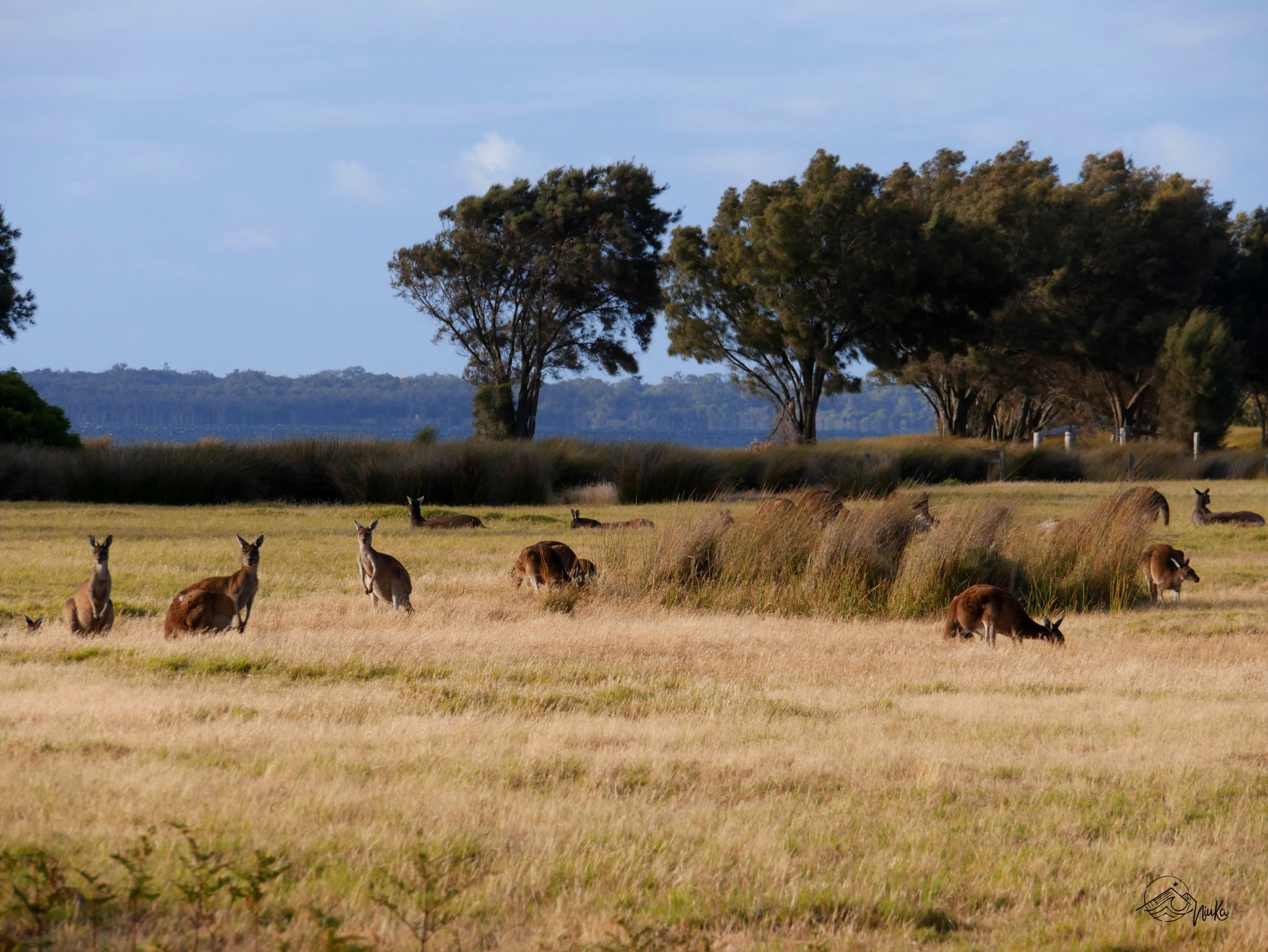 Kangaroos in Australind