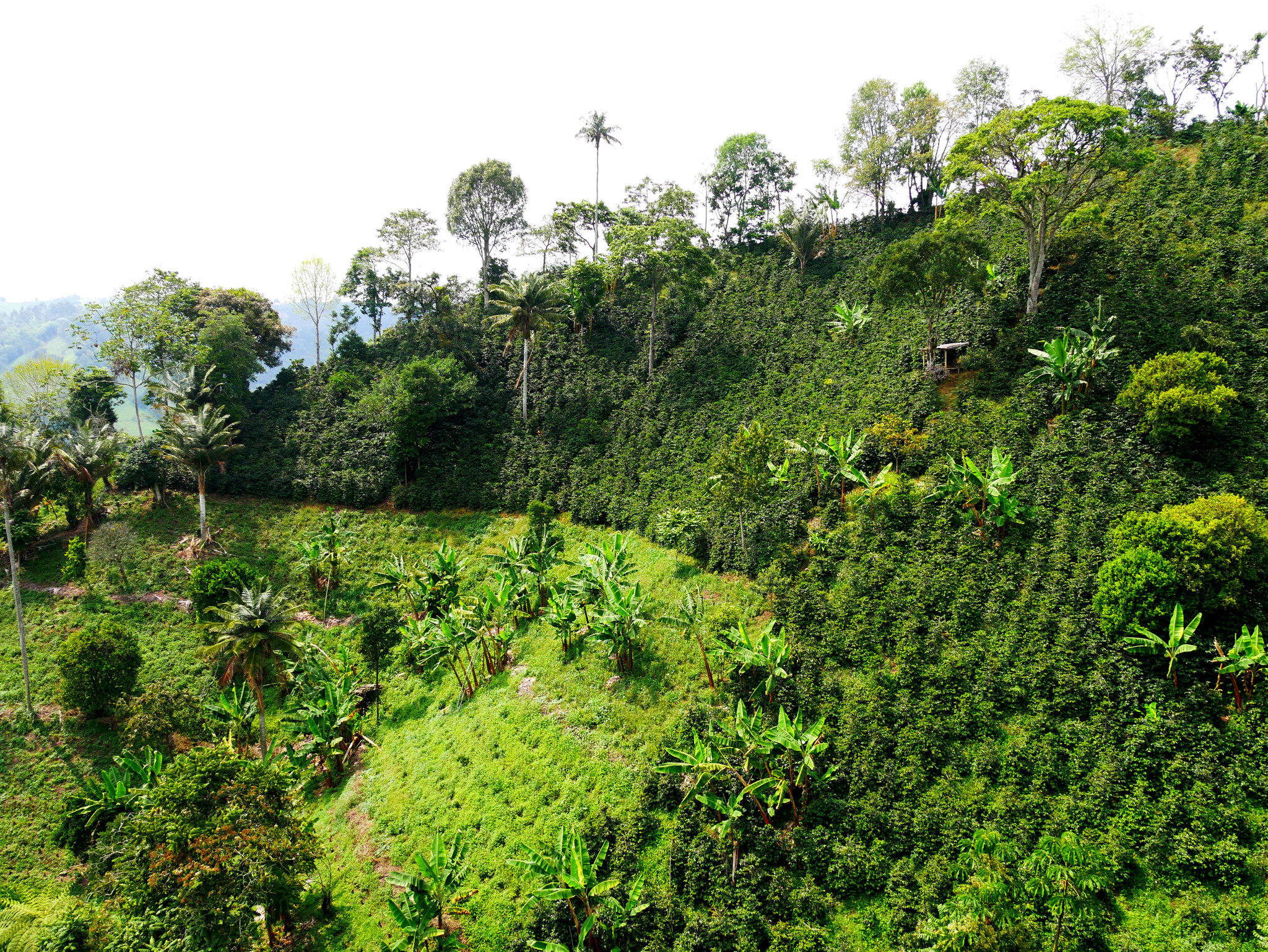 Coffee farm