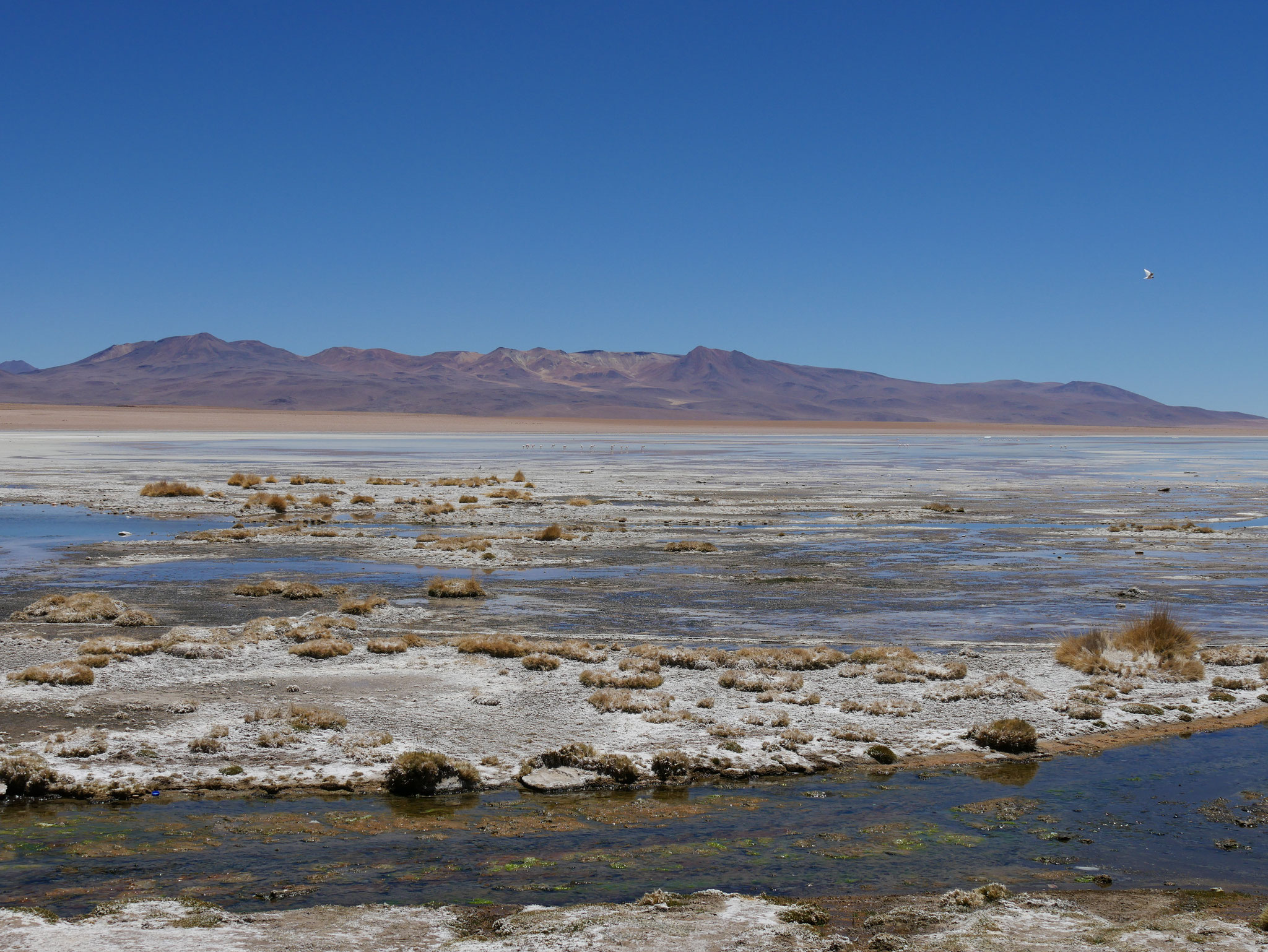 Laguna Colorada