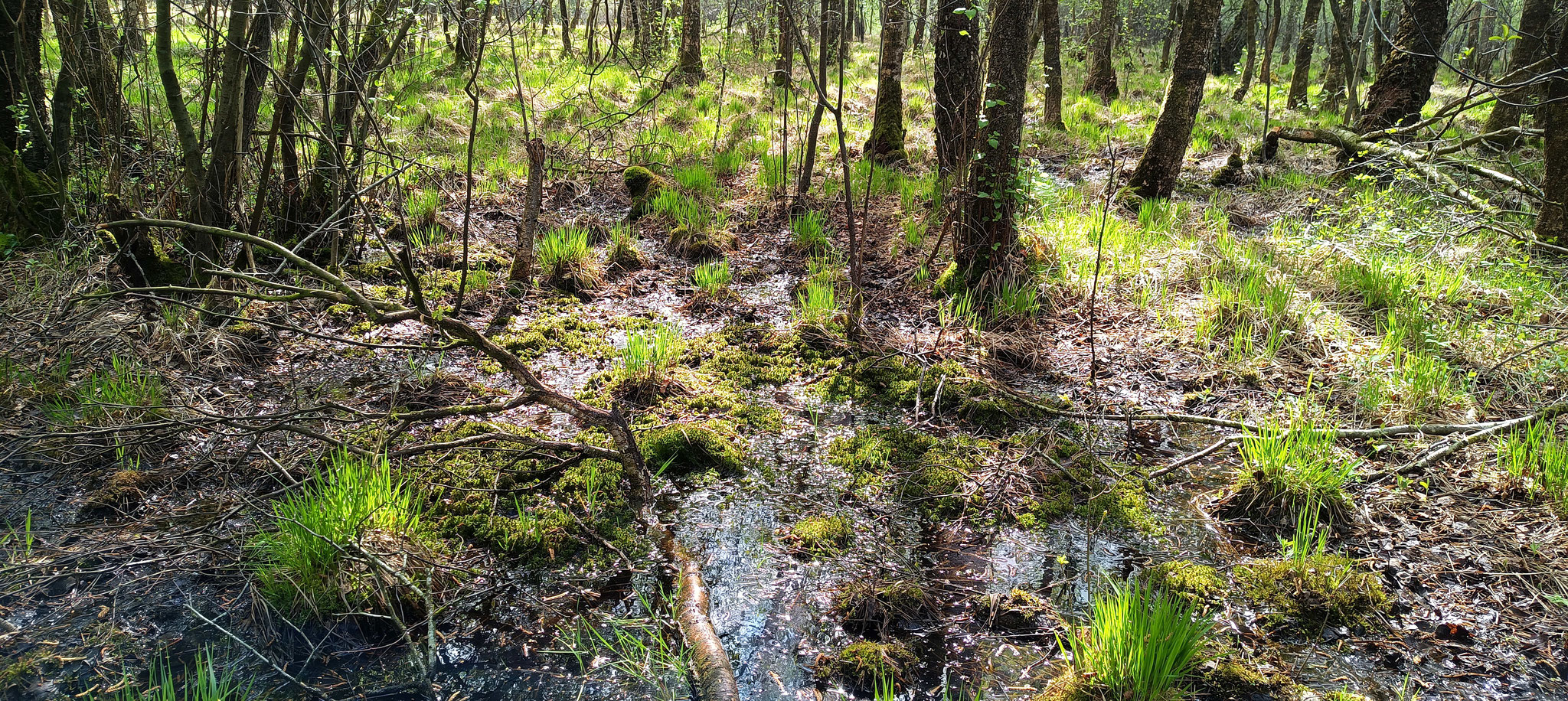Anfang Mai: Die deutlich erhöhten Wasserstände im Moor führen bereits zur Entstehung neuer Torfmoospolster.