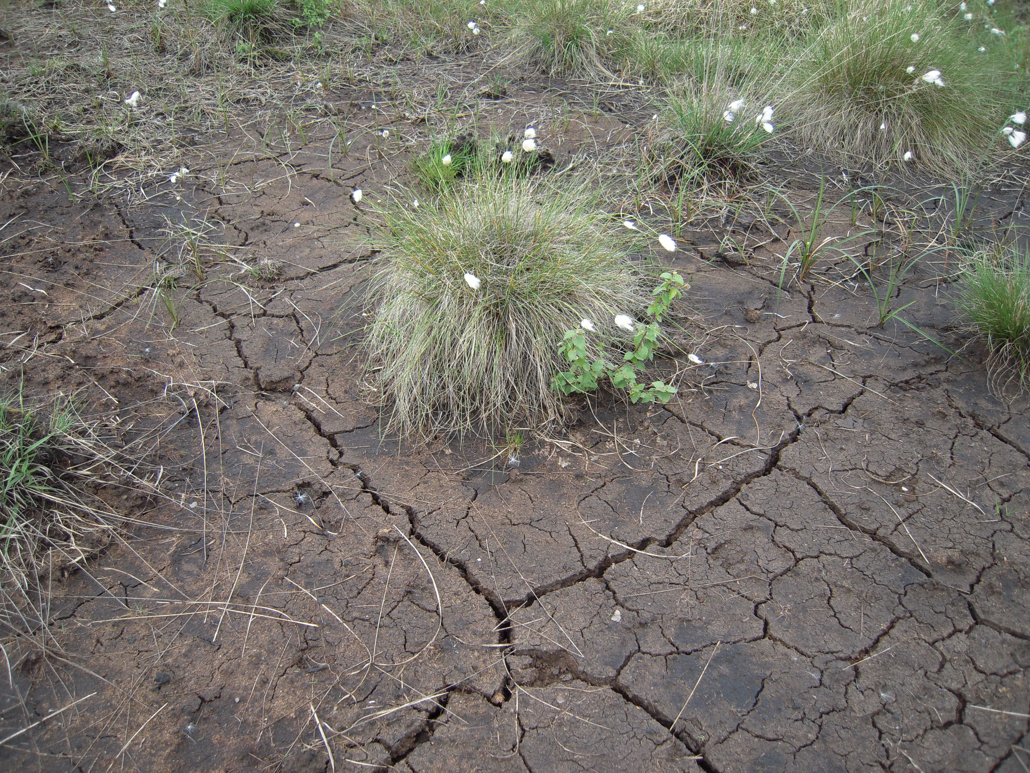 Trockenrisse zeigen, dass die Flächen nach Aufgabe des Torfabbaus weiterhin zu trocken sind. 