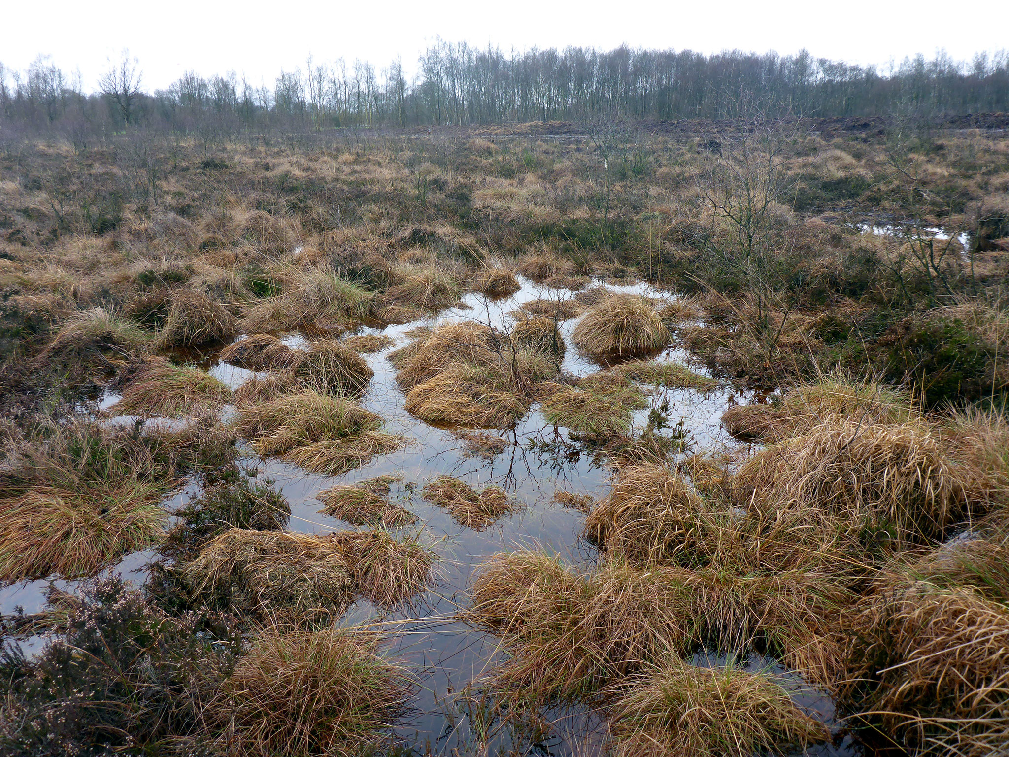 Industrieller Abtorfungsbereich nach Einstau von Regenwasser.