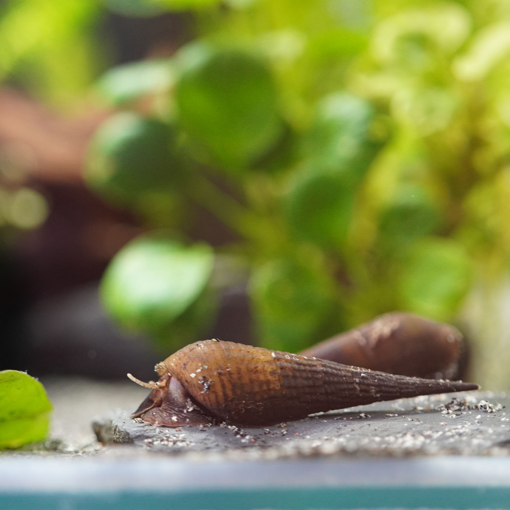 Langnasenschnecke