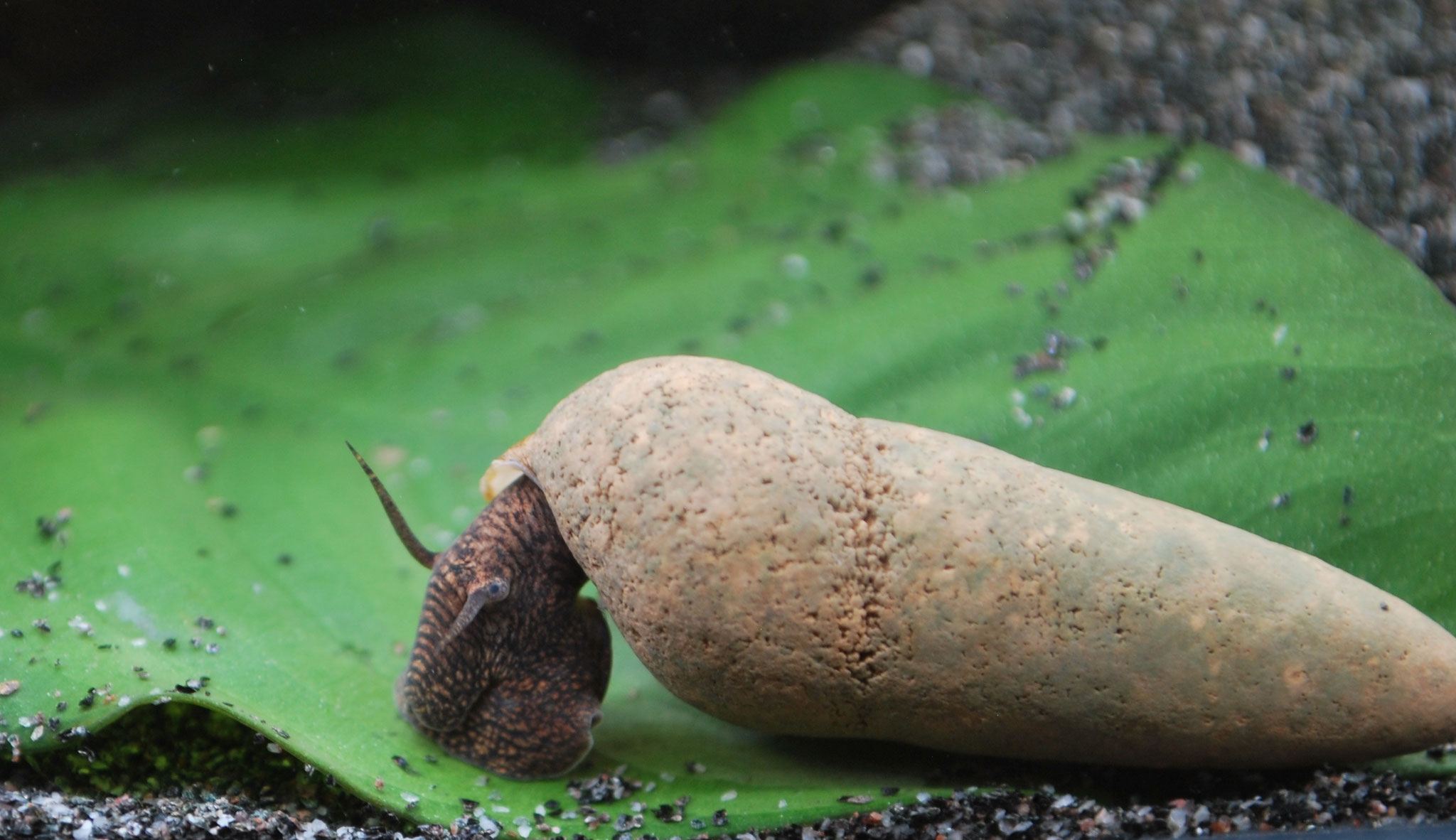 Tylomelania Perfecta