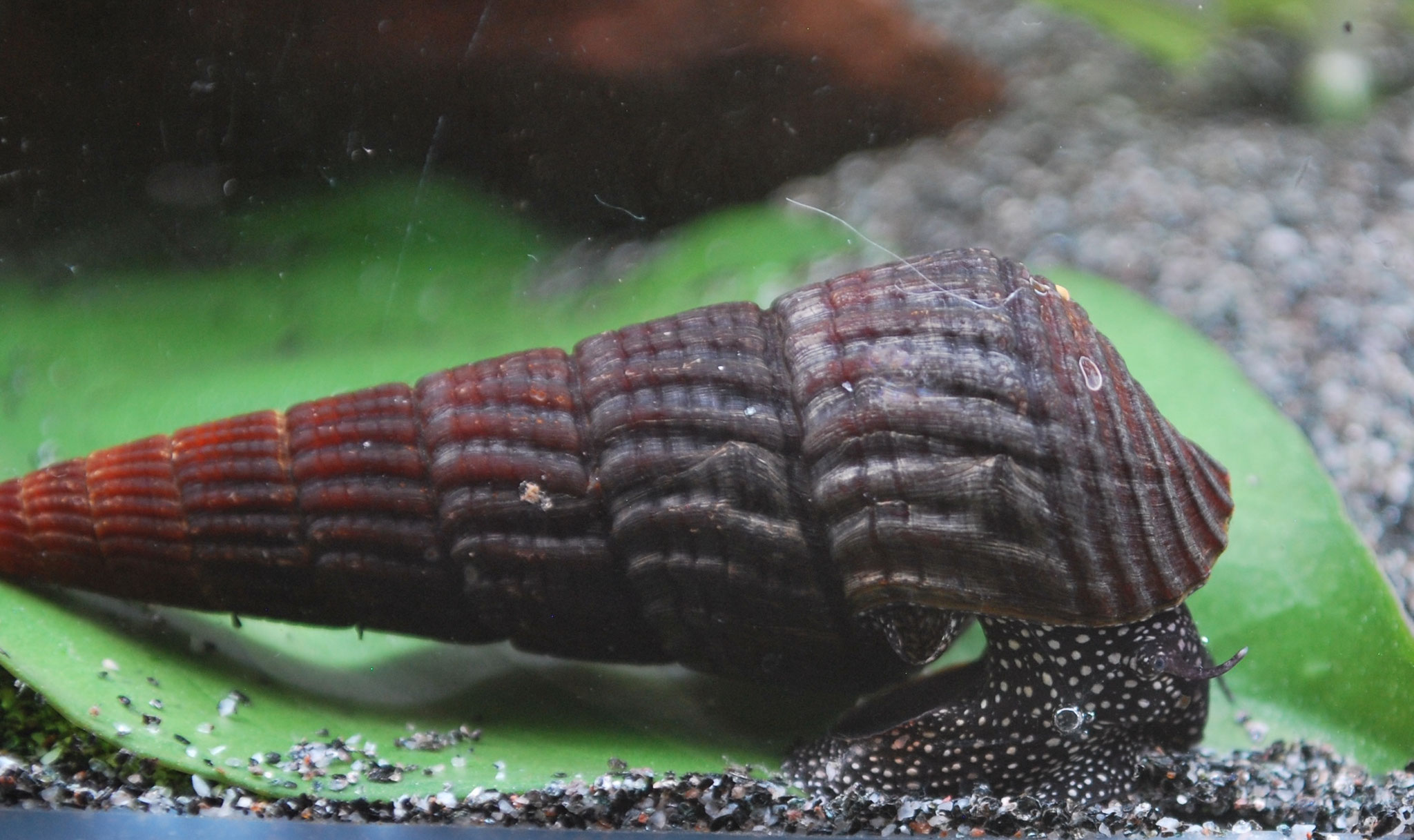 Weiße Perlhuhn Tylomelania