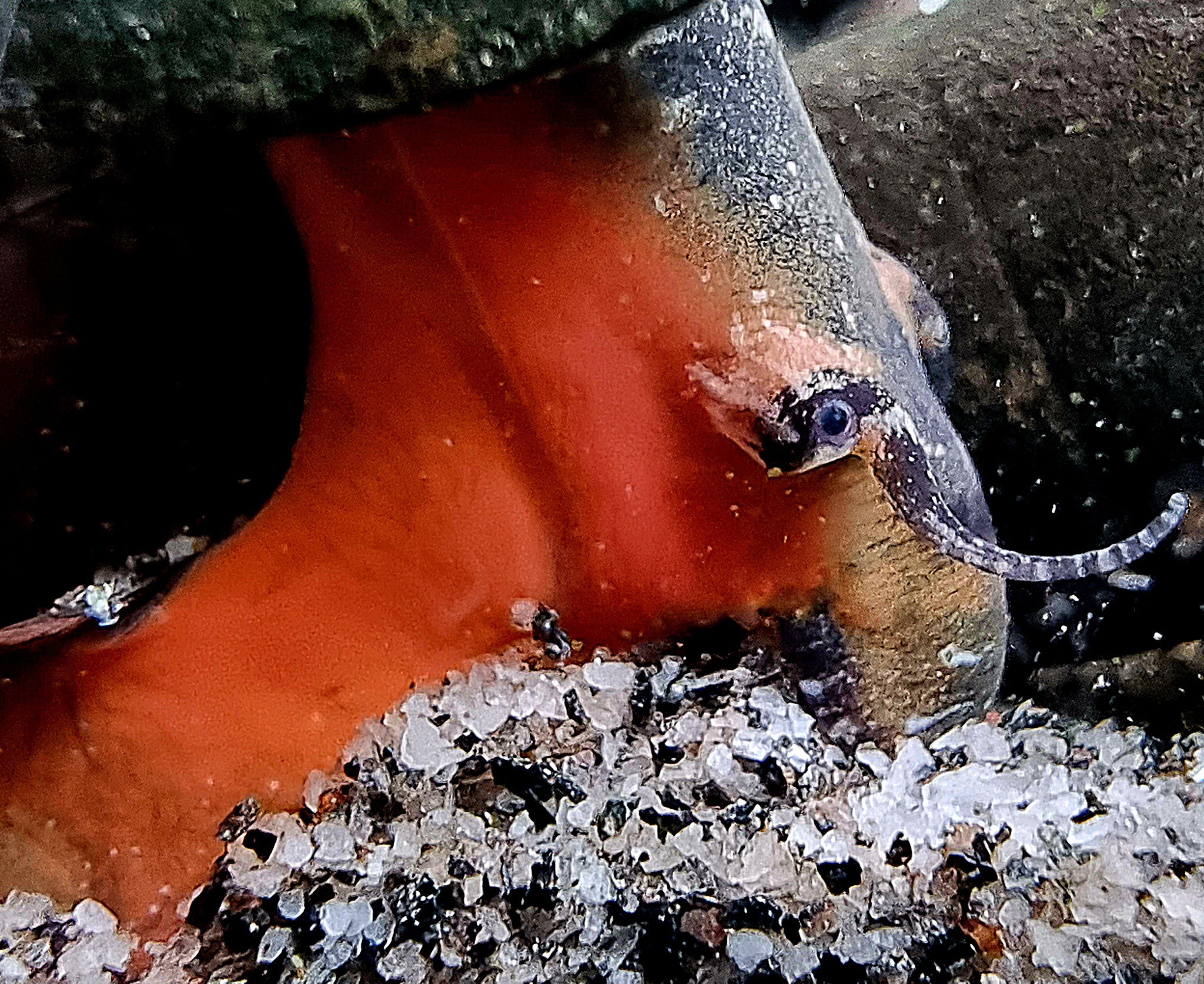 Lava Schnecke