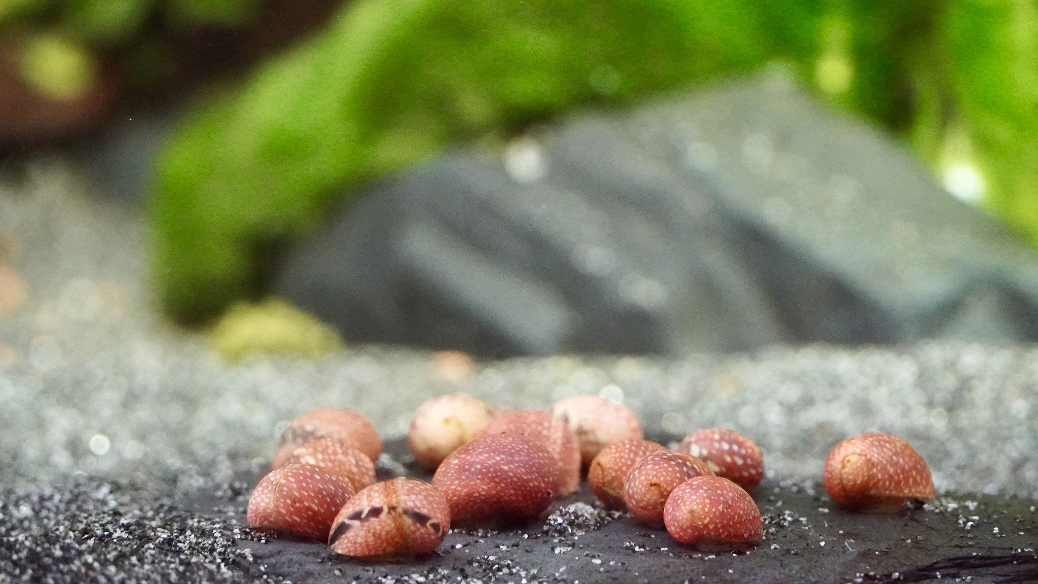Geweihschnecke Clithon Pink Lady
