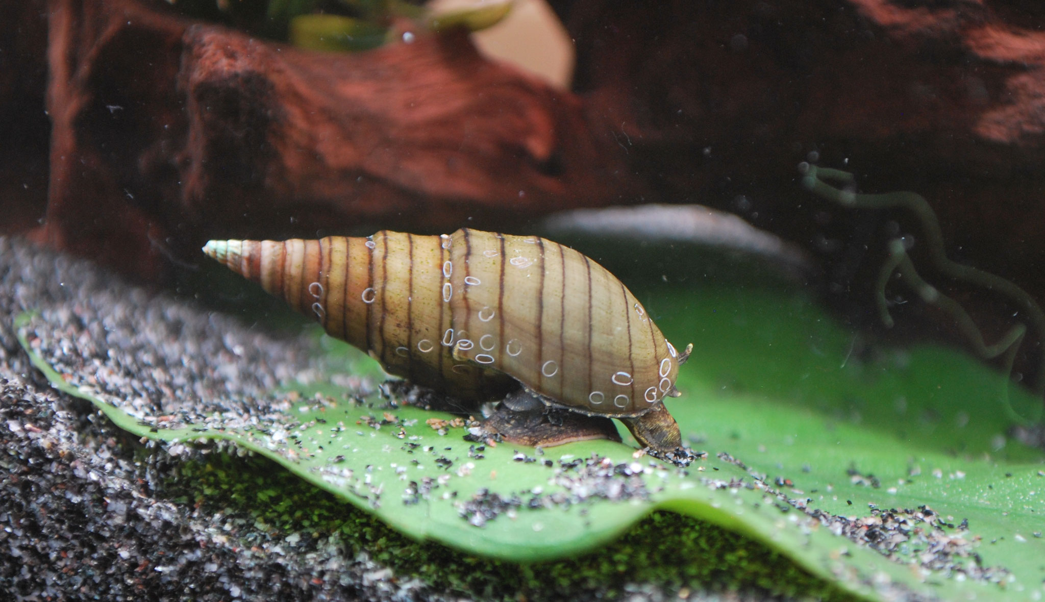 Spiky Turmdeckelschnecke