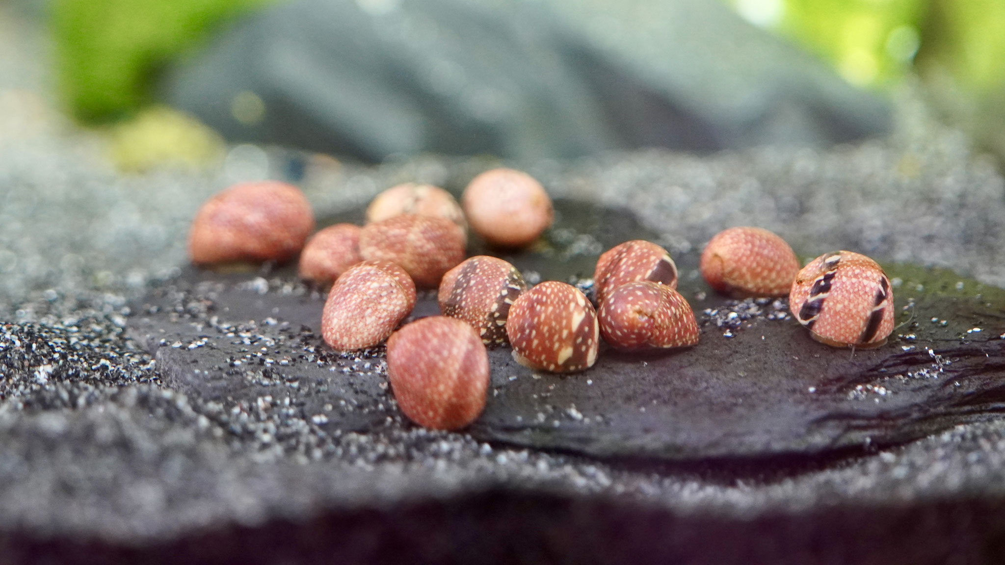 Geweihschnecke Clithon Pink Lady