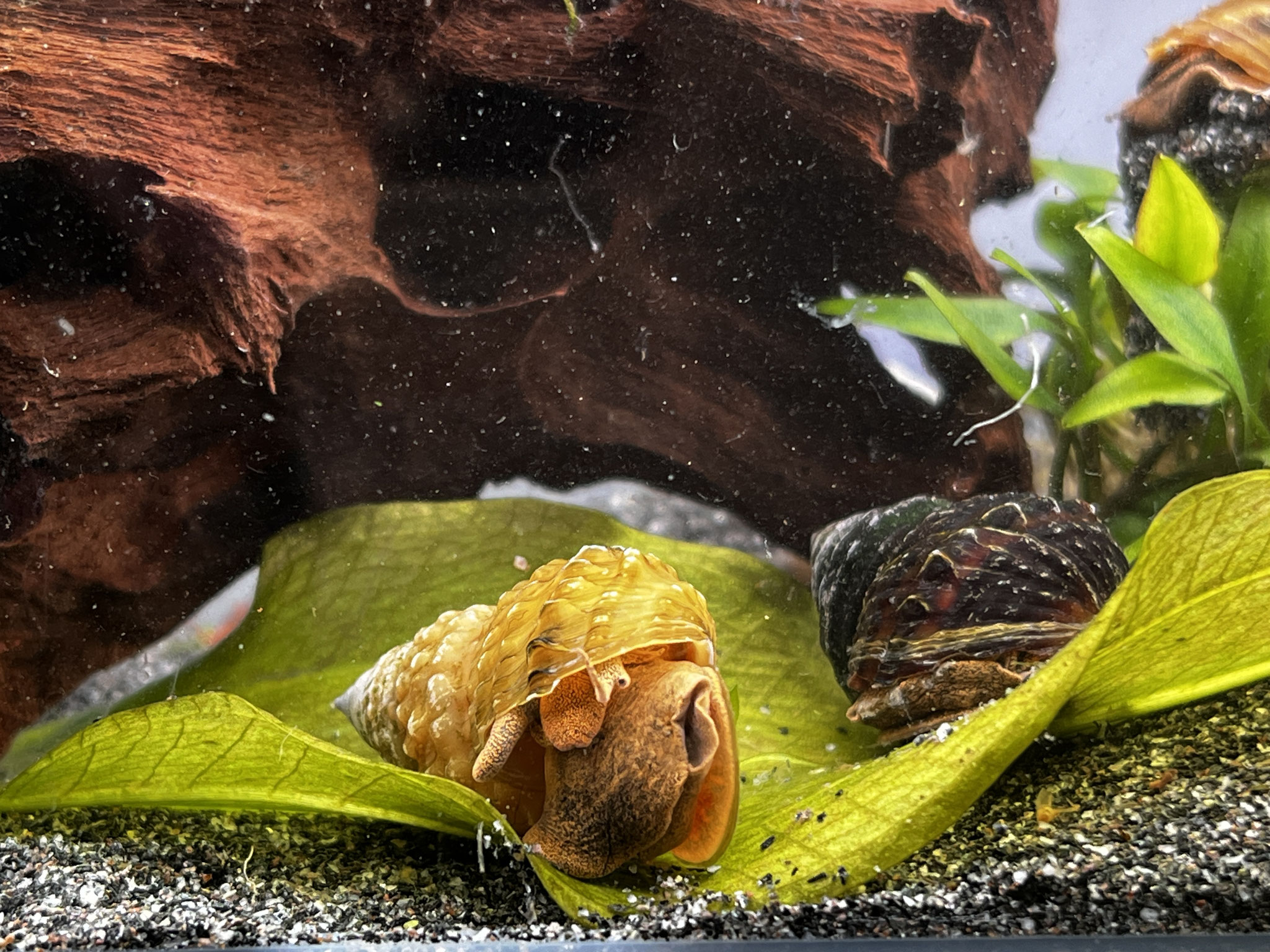 Pianoschnecke