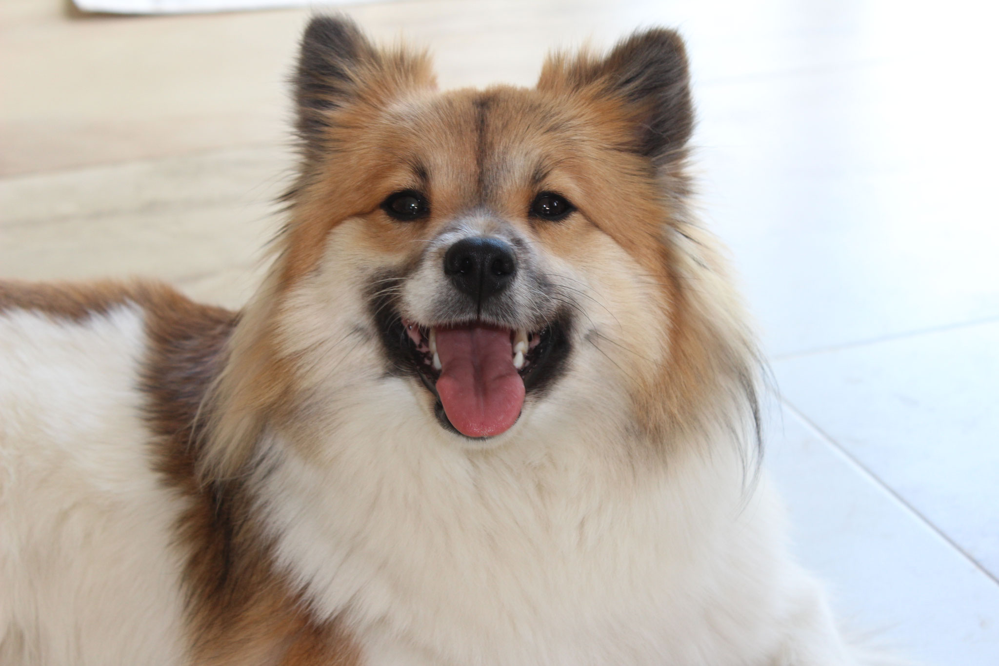 Unsere Hunde elovomblauenturms Webseite!