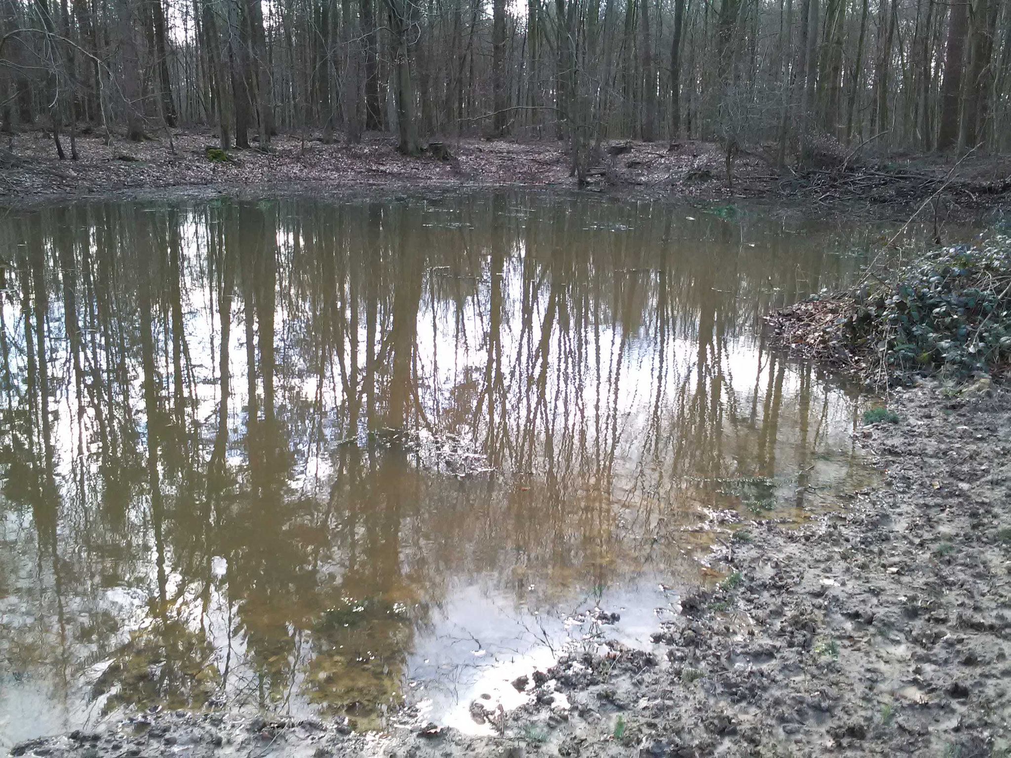 Der entschlammte Waldteich - nun wieder mit Wasser statt Schlamm!