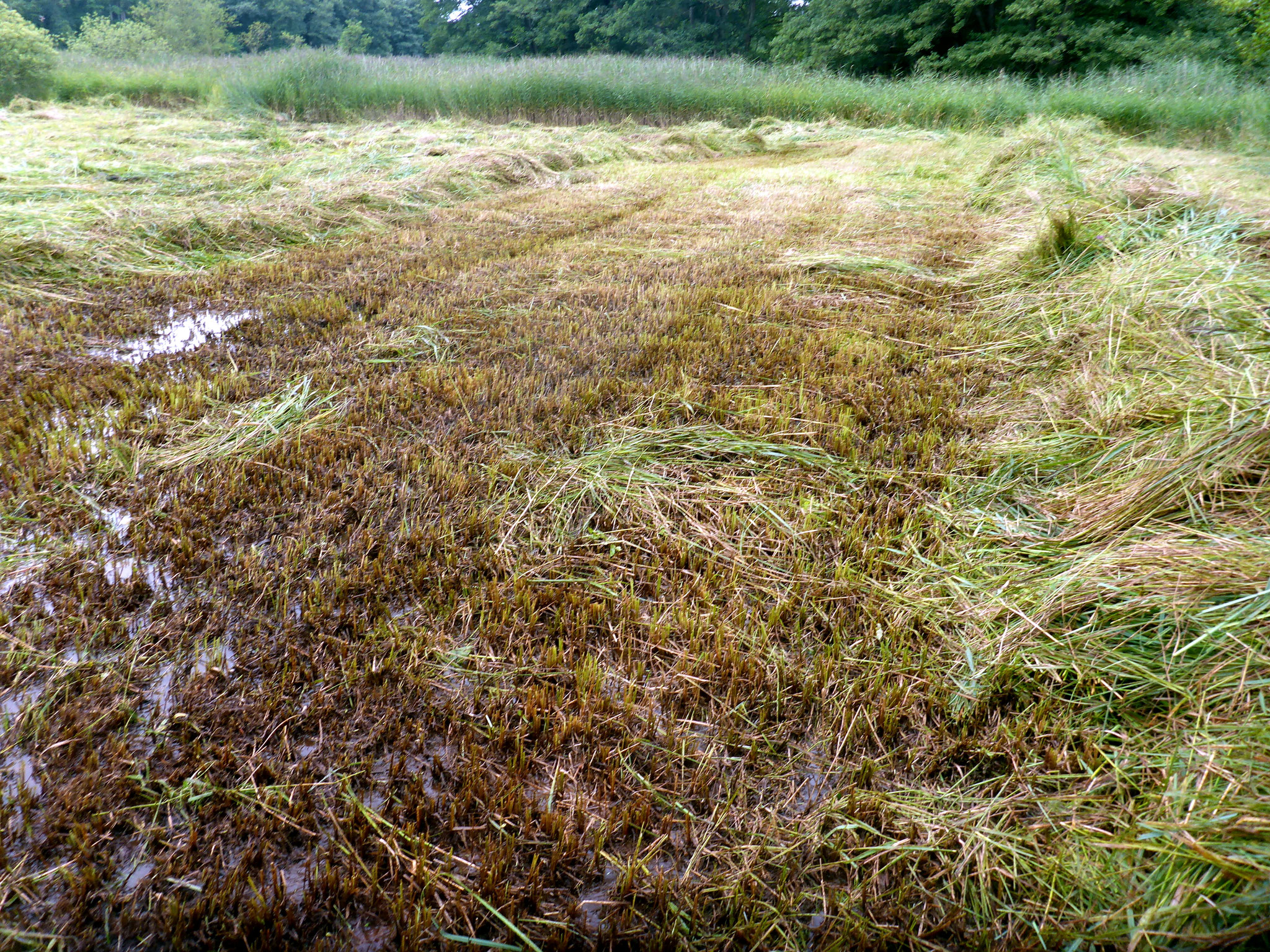 Nach der Mahd; vor dem Abräumen.