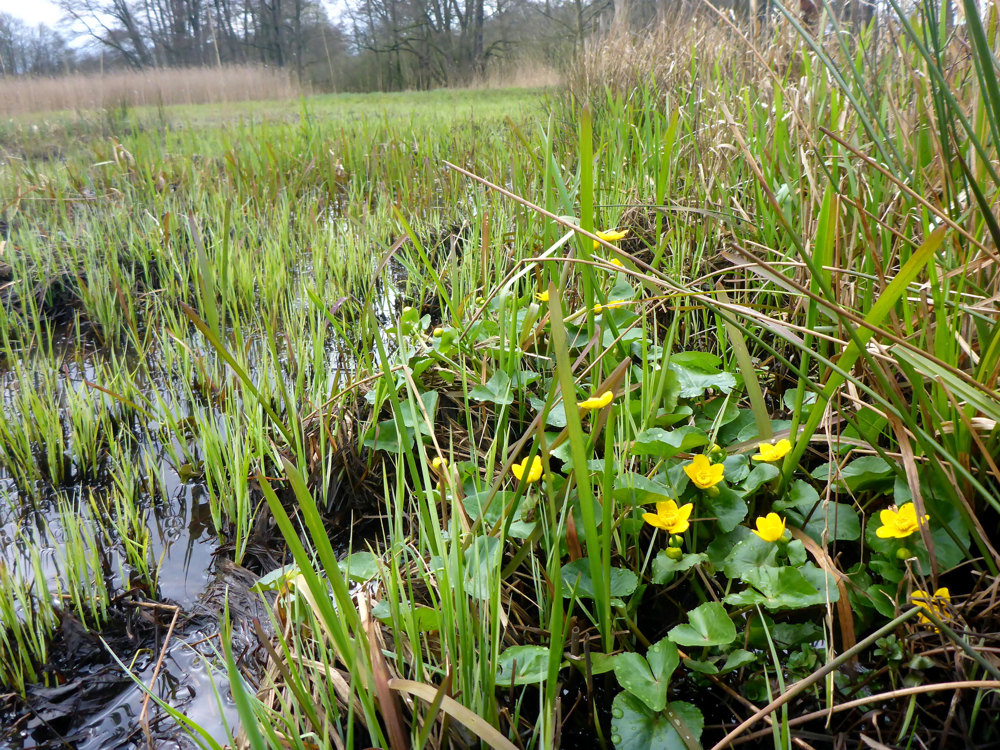 Im Frühjahr: Blühende Sumpfdotterblumen.
