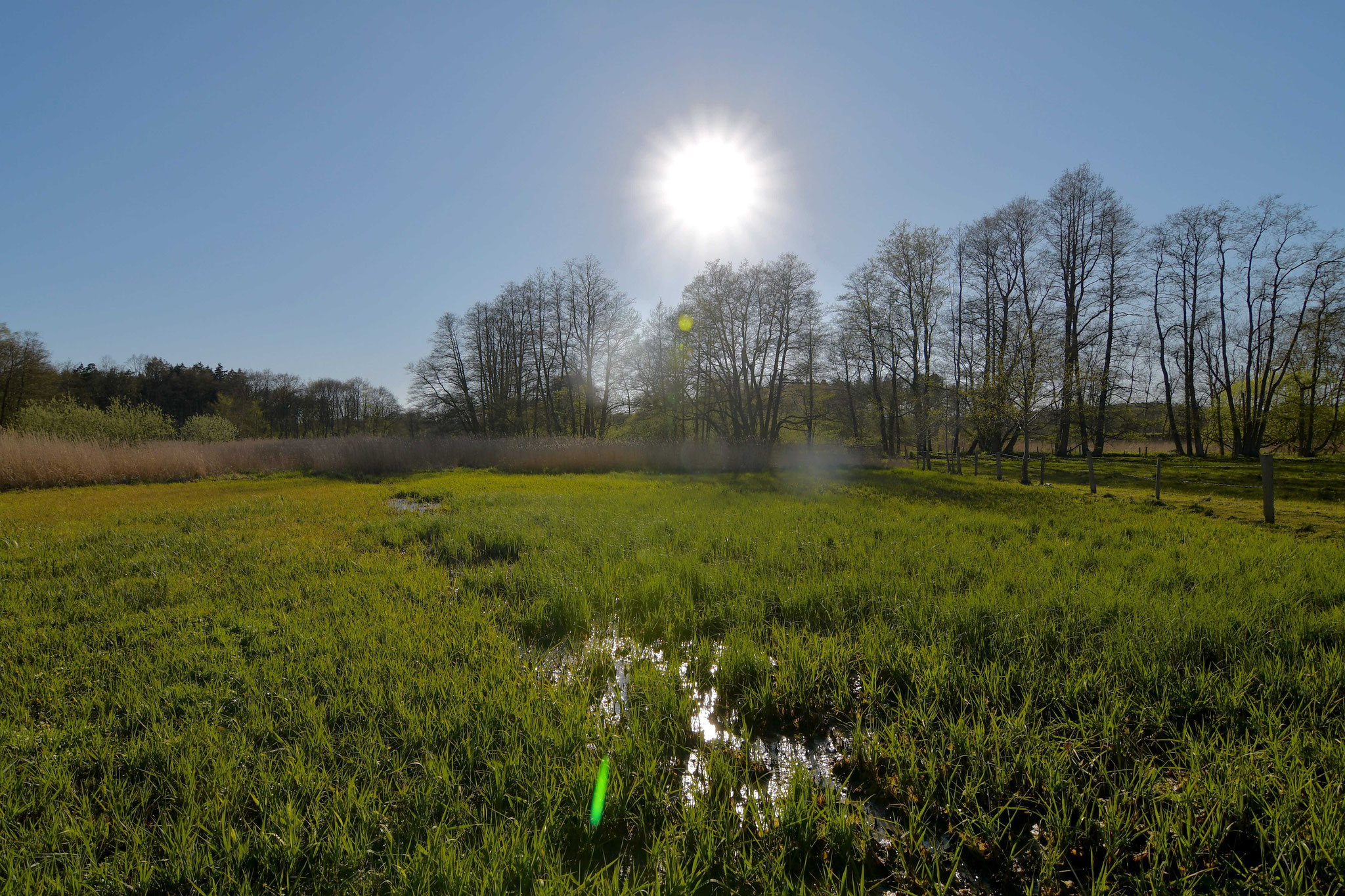 Frühjahr 2020 - Blick über den gemähten Teilbereich.