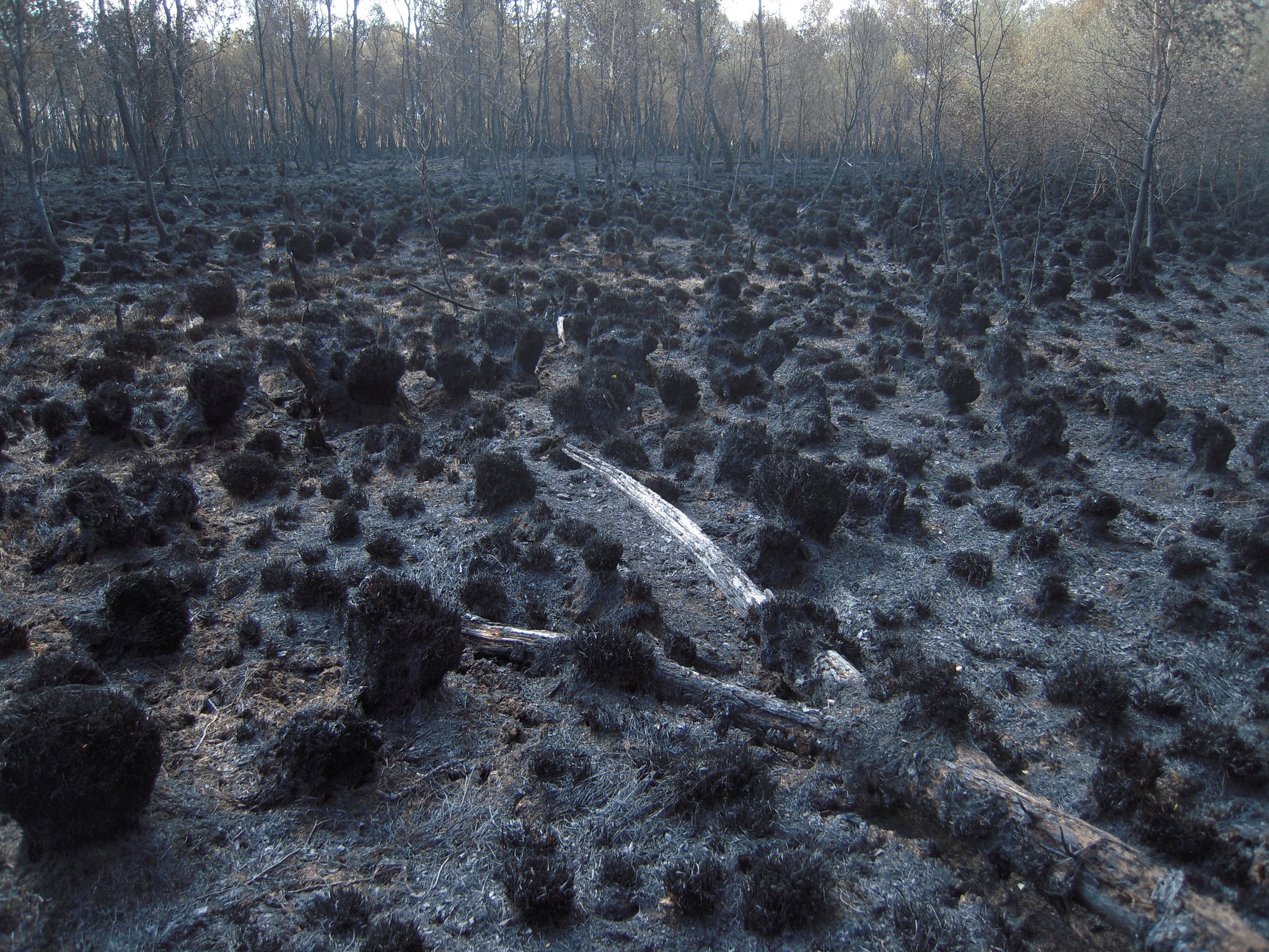 Moorbrände traten wiederholt in den durch Entwässerung trockenen Moorbereichen auf, zuletzt 2011.