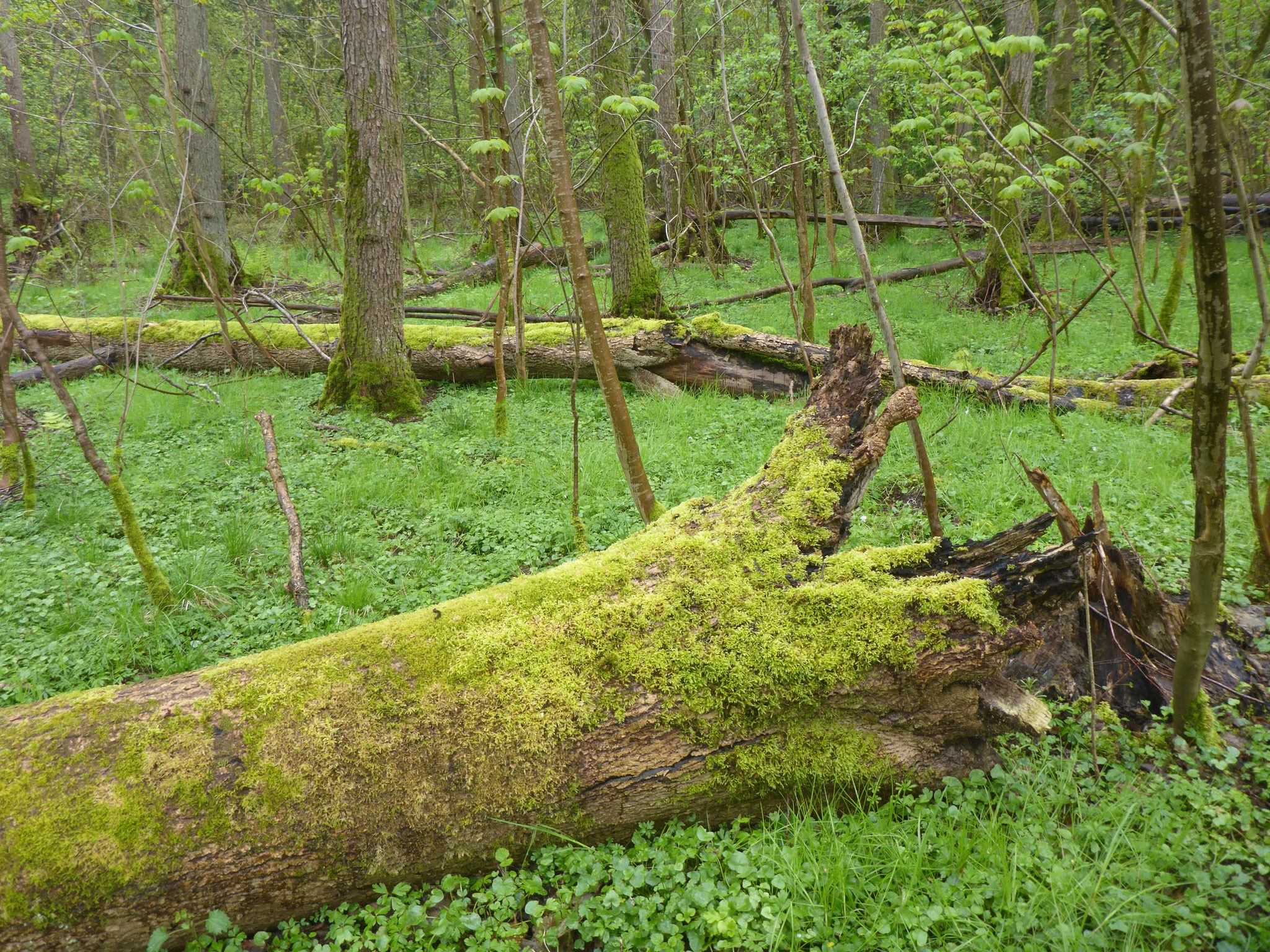 Mehr Eschen-Totholz.