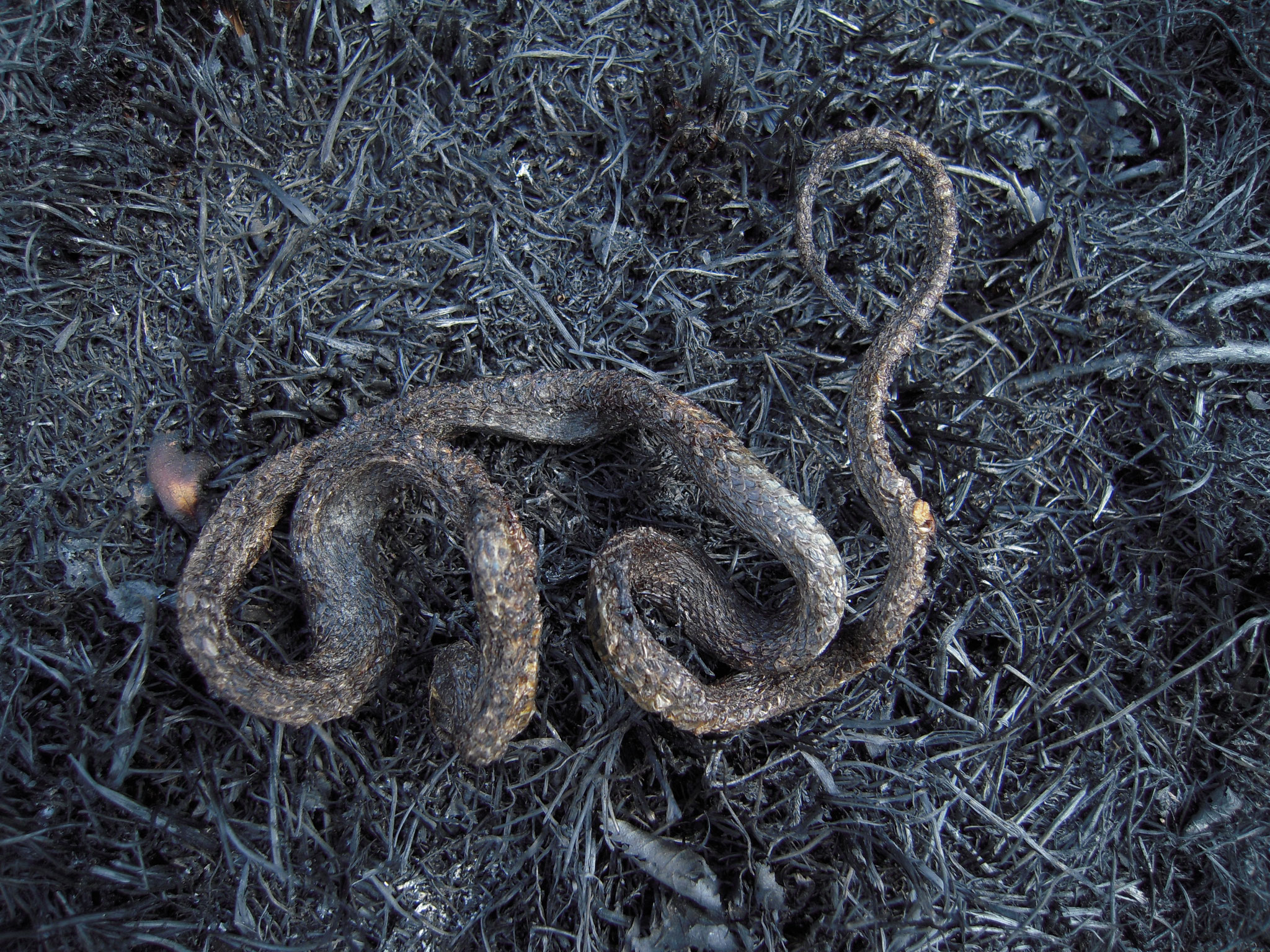 Moorbrände traten wiederholt in den durch Entwässerung trockenen Moorbereichen auf, zuletzt 2011.