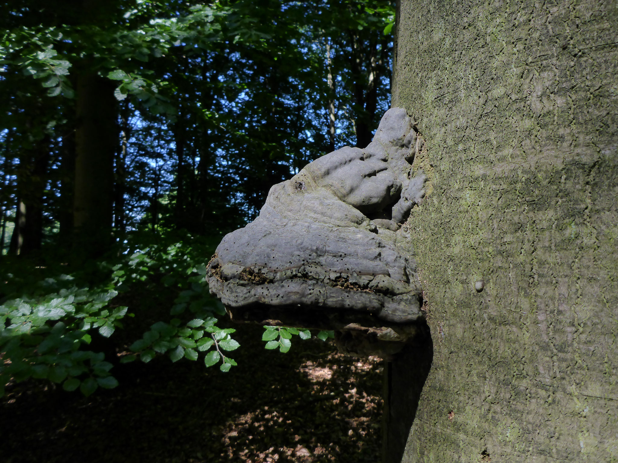 Zunderschwamm am stehenden Stamm 2017.