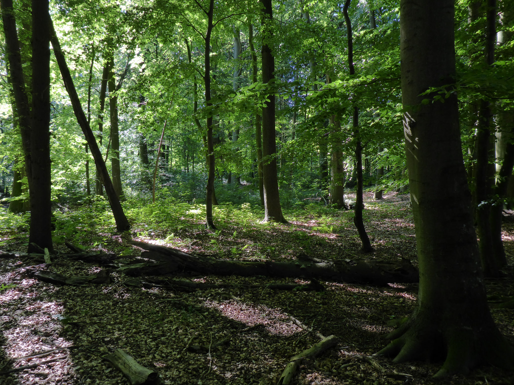 Der Fledermauswald im Sommer 2017