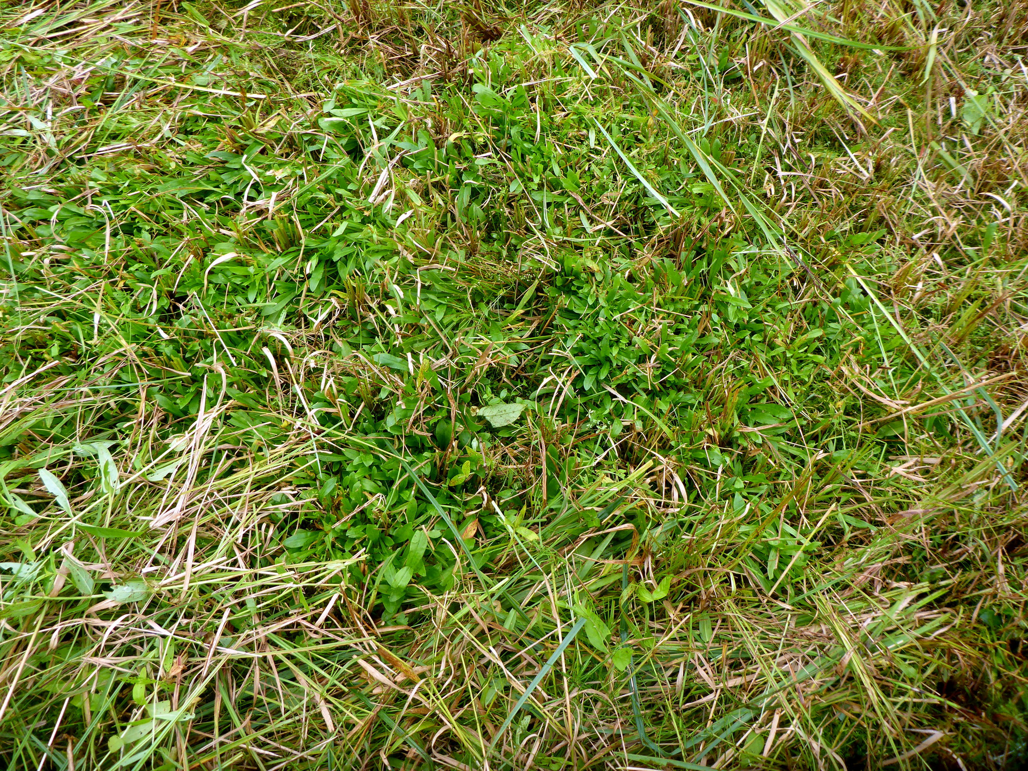 Großer "Plaggen" der Kuckuckslichtnelke.