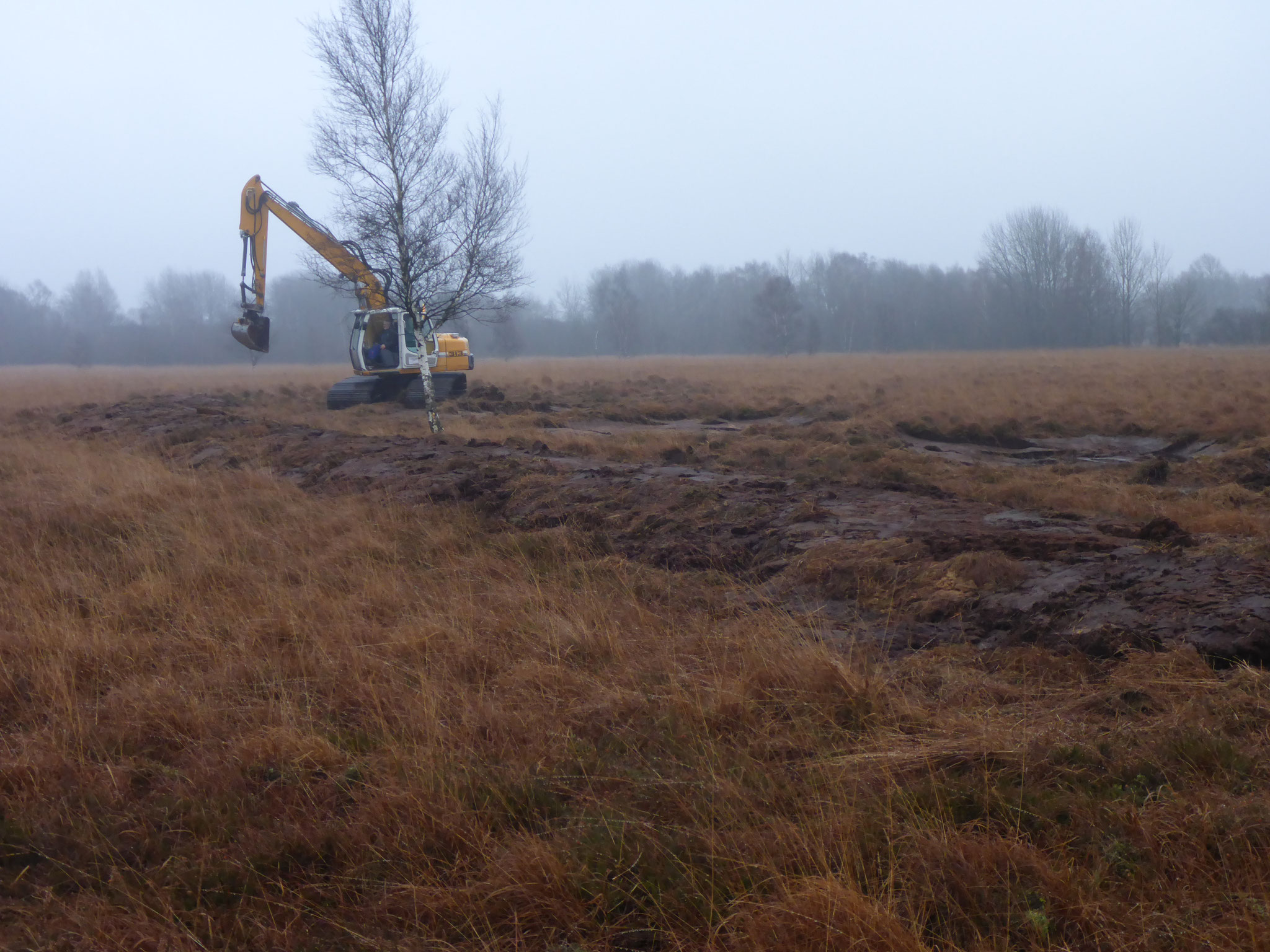 Seit 2020 erfolgen umfangreiche Sanierungen und Erweiterungen der Vernässungsmaßnahmen. Projektträger ist die Stiftung Naturschutz Schleswig-Holstein, finanziert werden die Maßnahmen vom Land Schleswig-Holstein und der EU.