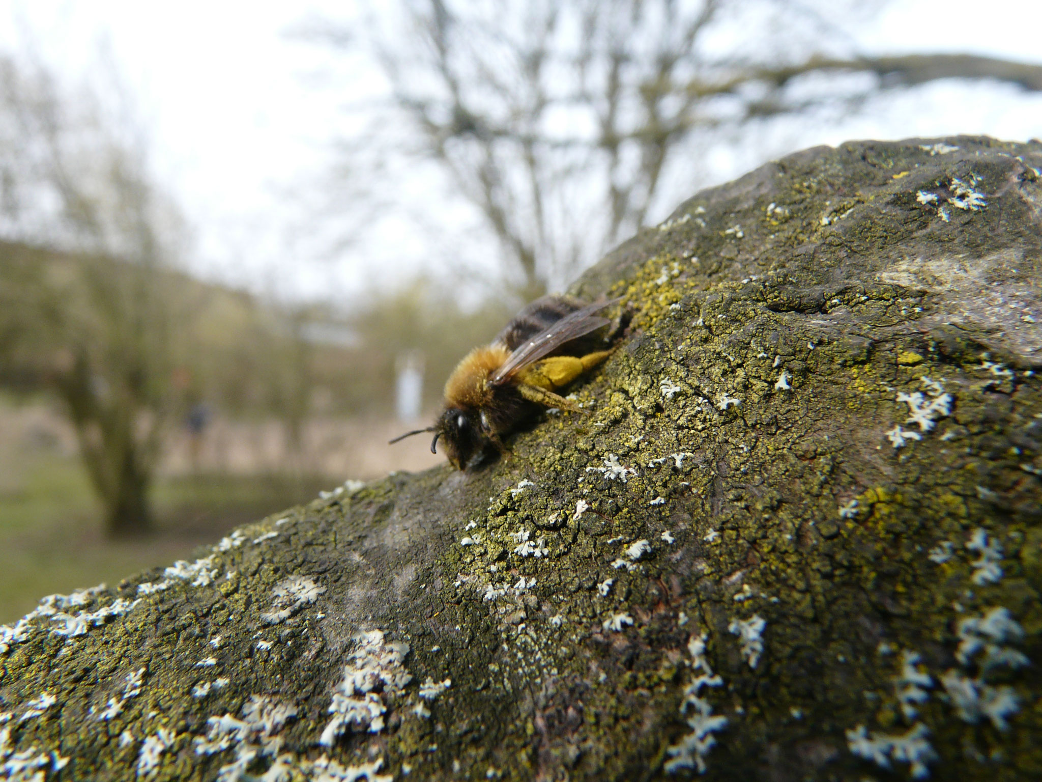 Eine aus dem Winterschlaf erwachte Wildbiene.