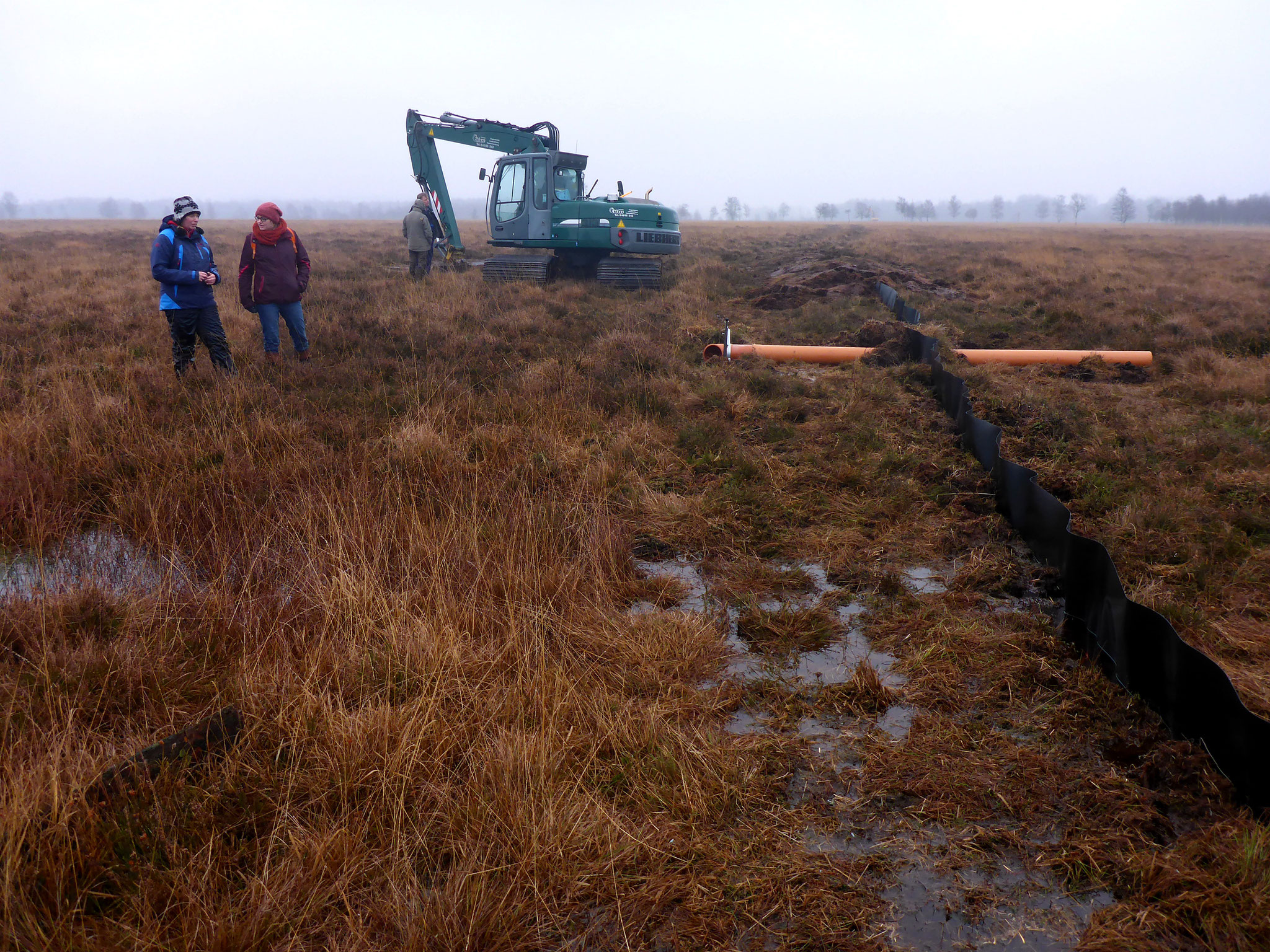 Seit 2020 erfolgen umfangreiche Sanierungen und Erweiterungen der Vernässungsmaßnahmen. Projektträger ist die Stiftung Naturschutz Schleswig-Holstein, finanziert werden die Maßnahmen vom Land Schleswig-Holstein und der EU.