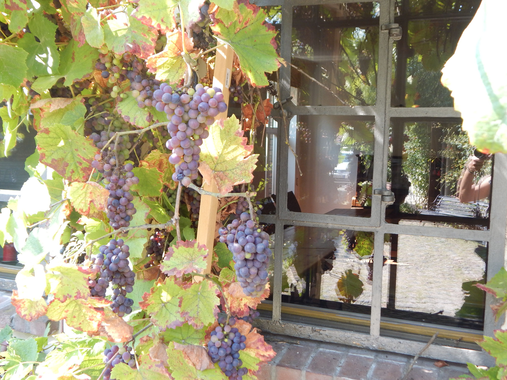Weinberankter Innenhof mit Gästeterrrasse im Hotel Alte Försterei Kloster Zinna 