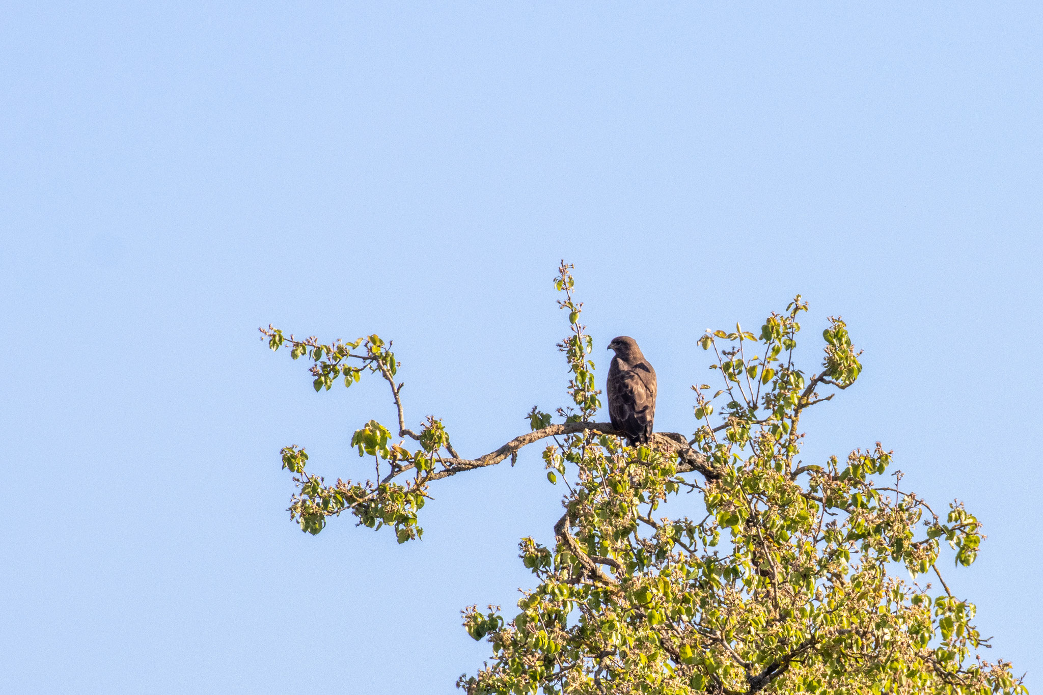 Mäusebussard/Buteo buteo (Foto: B. Budig)