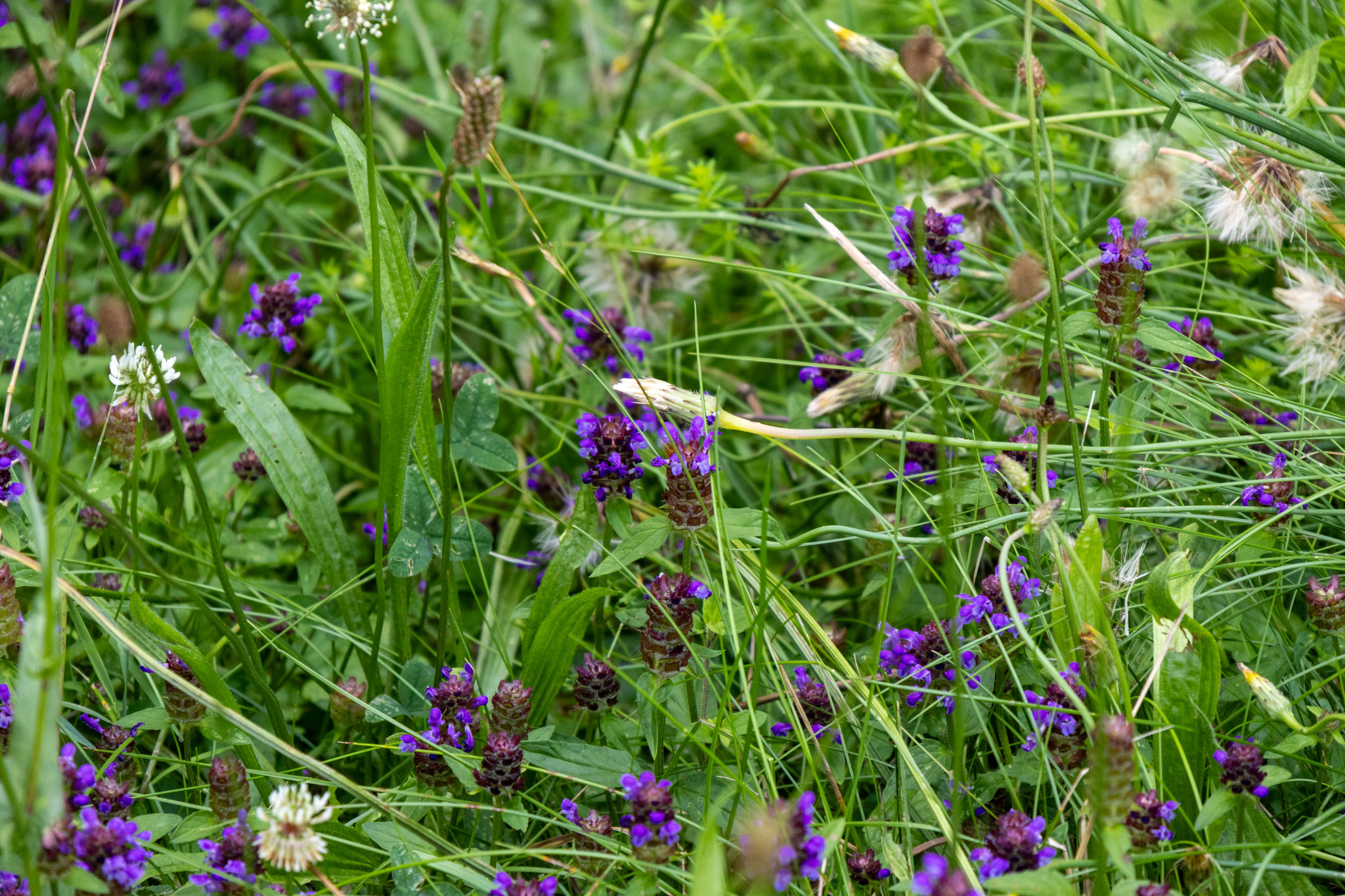Kleine Braunelle/Prunella vulgaris - Blume des Jahres 2023 (Foto: B. Budig)